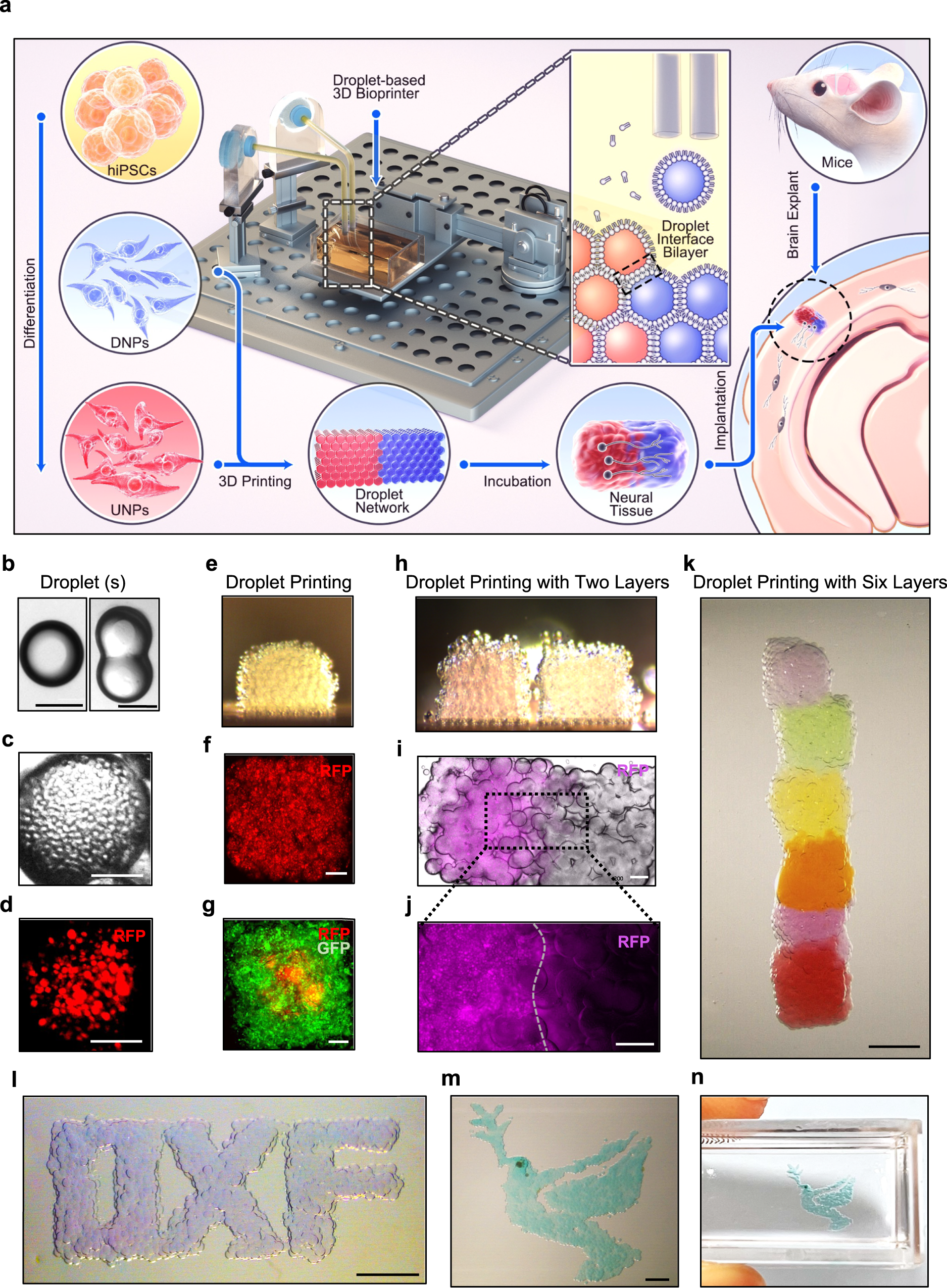 745 Protein Powder Tub Images, Stock Photos, 3D objects, & Vectors