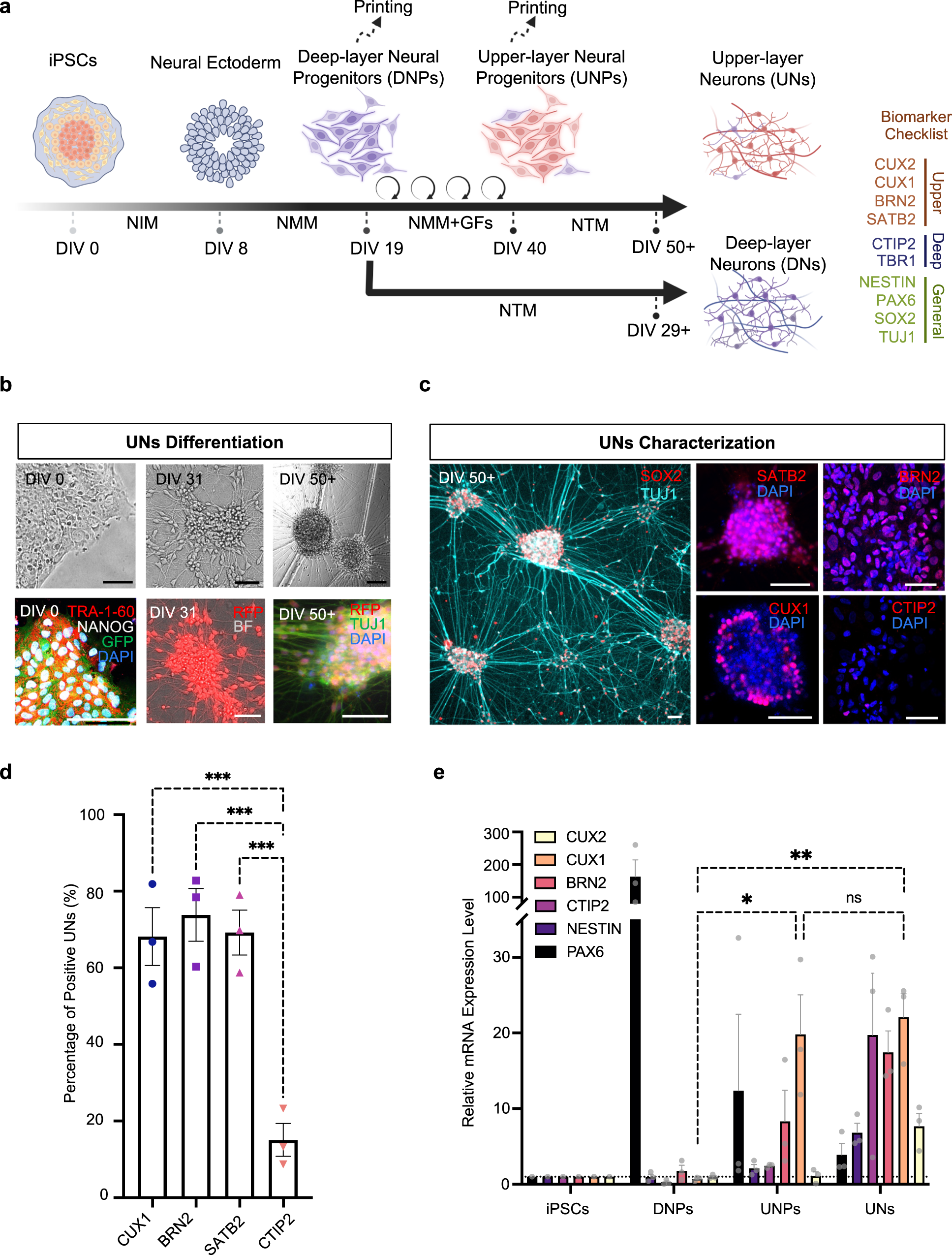 Fig. 2: Generation of layer-specific neural cells.