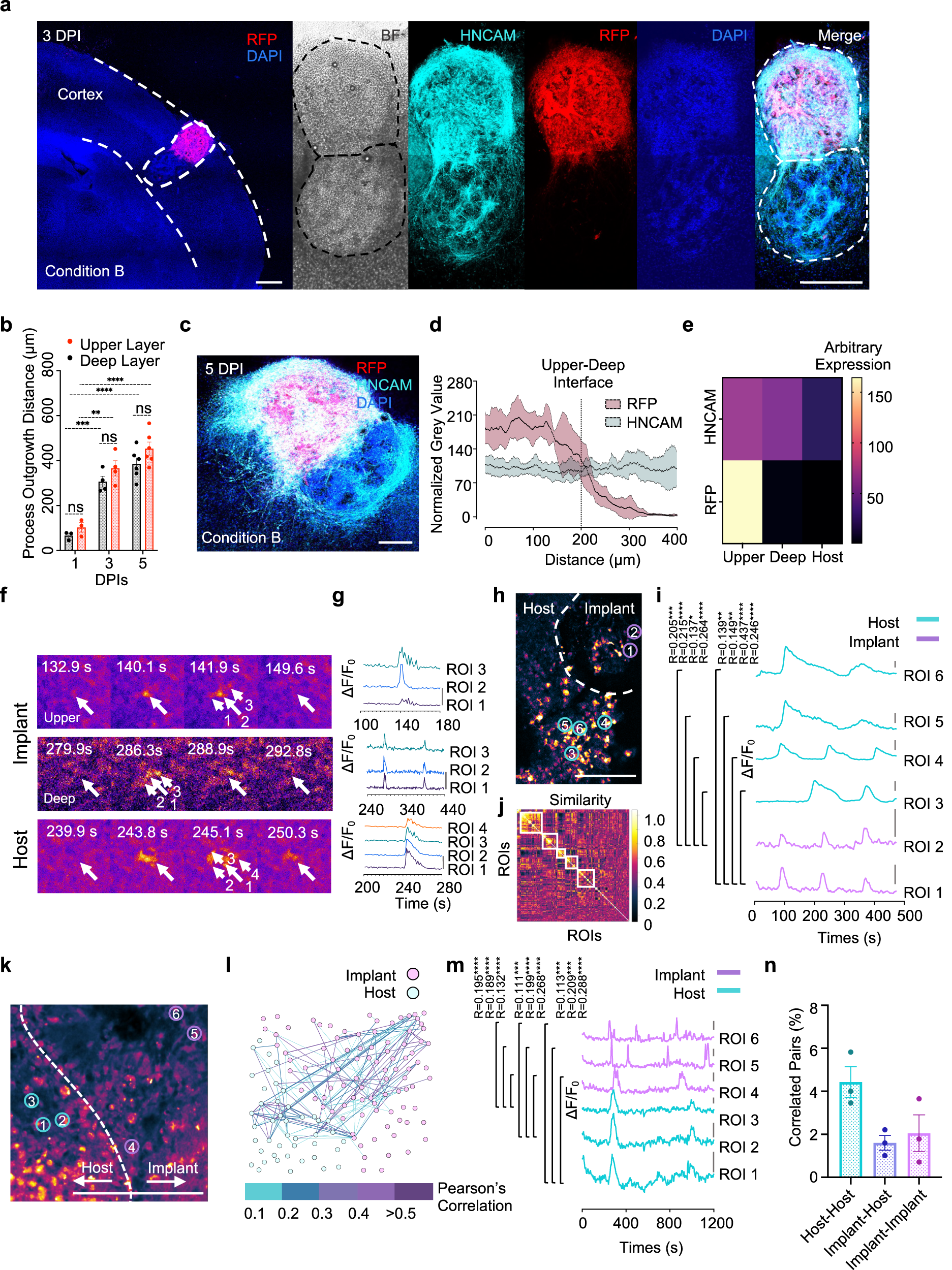 Fig. 5: Ca2+ activity of two-layer cortical tissue and integration with the host explant.