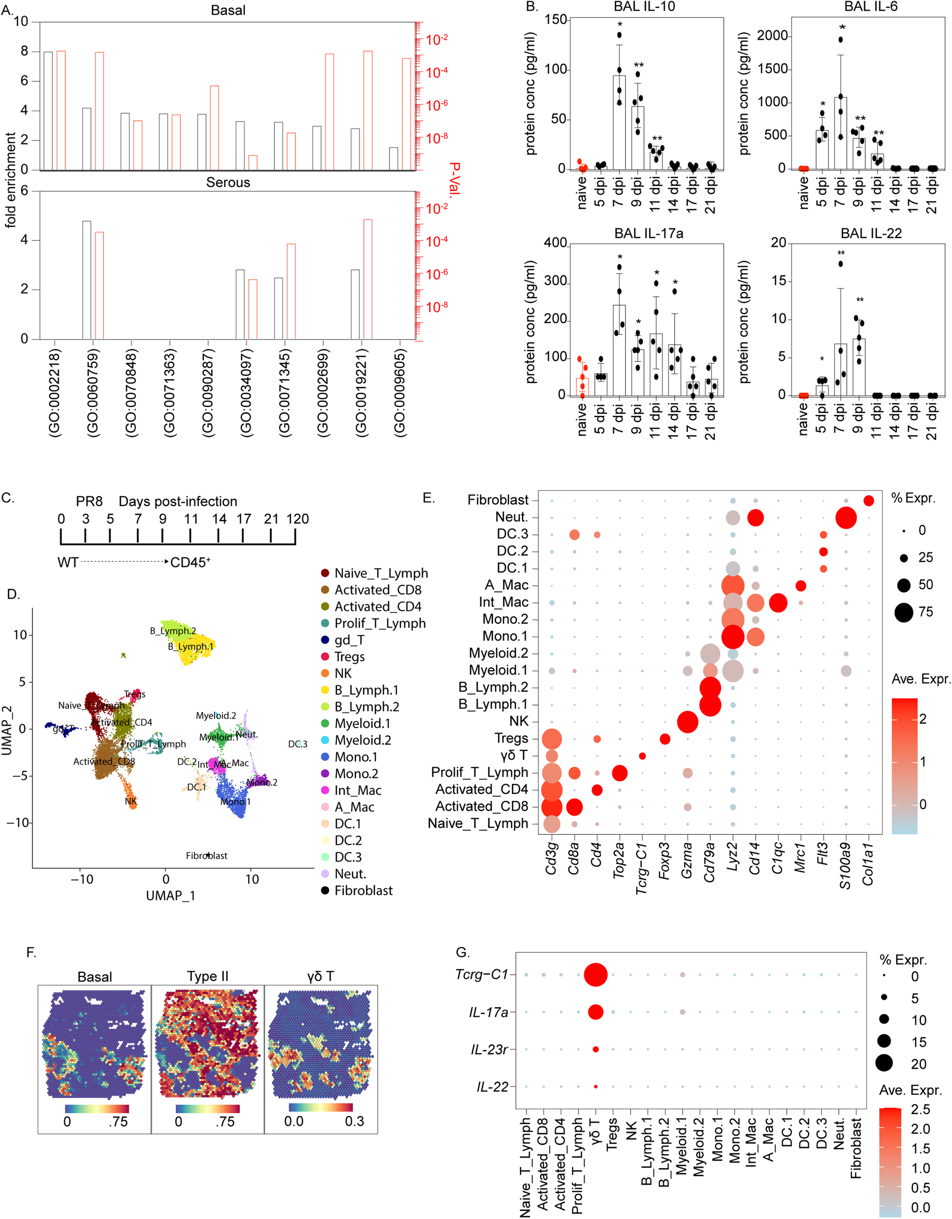 Fig. 4: T lymphoid cells colocalize with hBC at sites of lung injury following PR8 infection.
