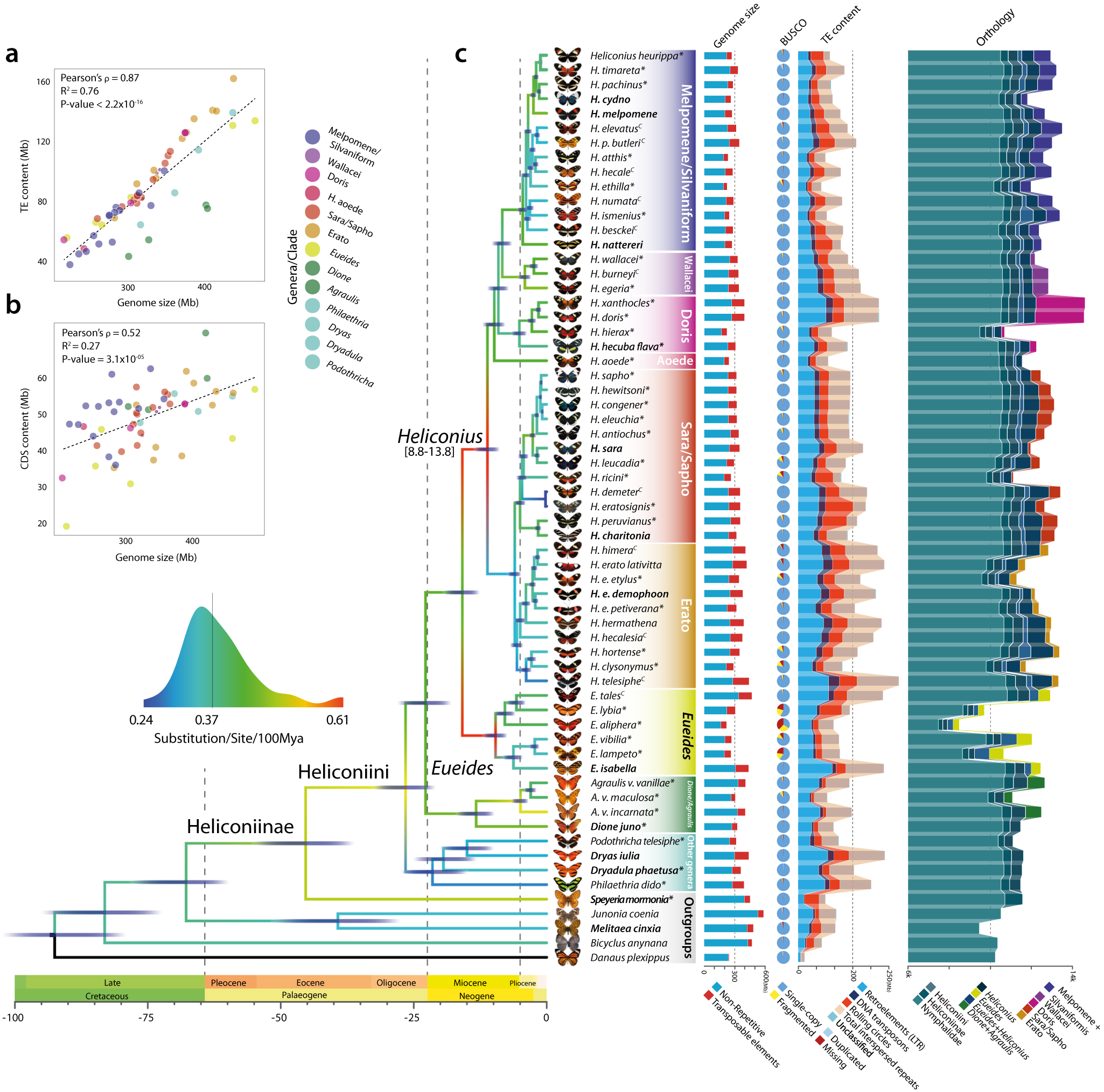 Evolutionary dynamics of genome size and content during the adaptive radiation of Heliconiini butterflies Nature Communications