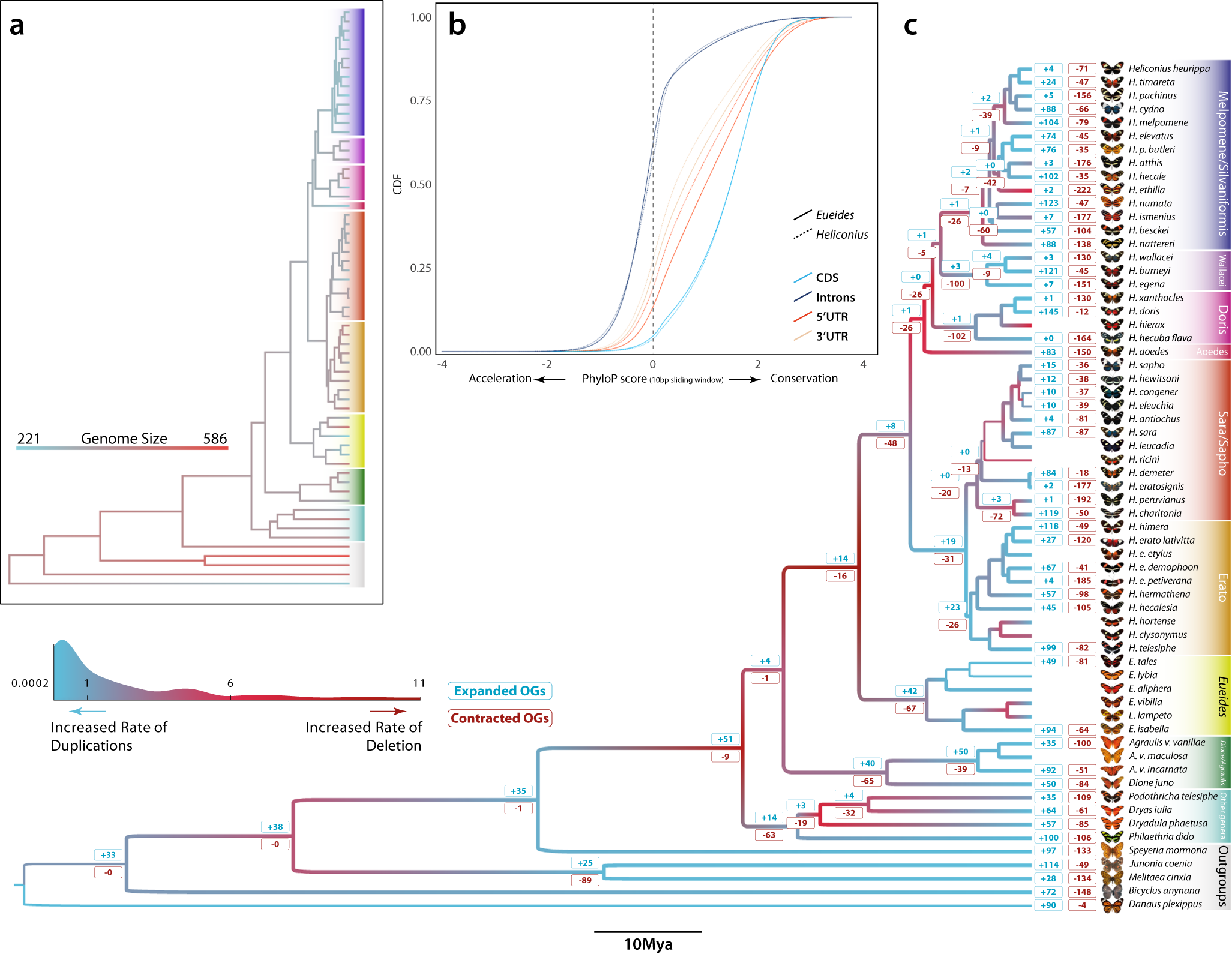 Fig. 3: Genomic dynamics, acceleration/conservation rates and ortholog copy number evolution.