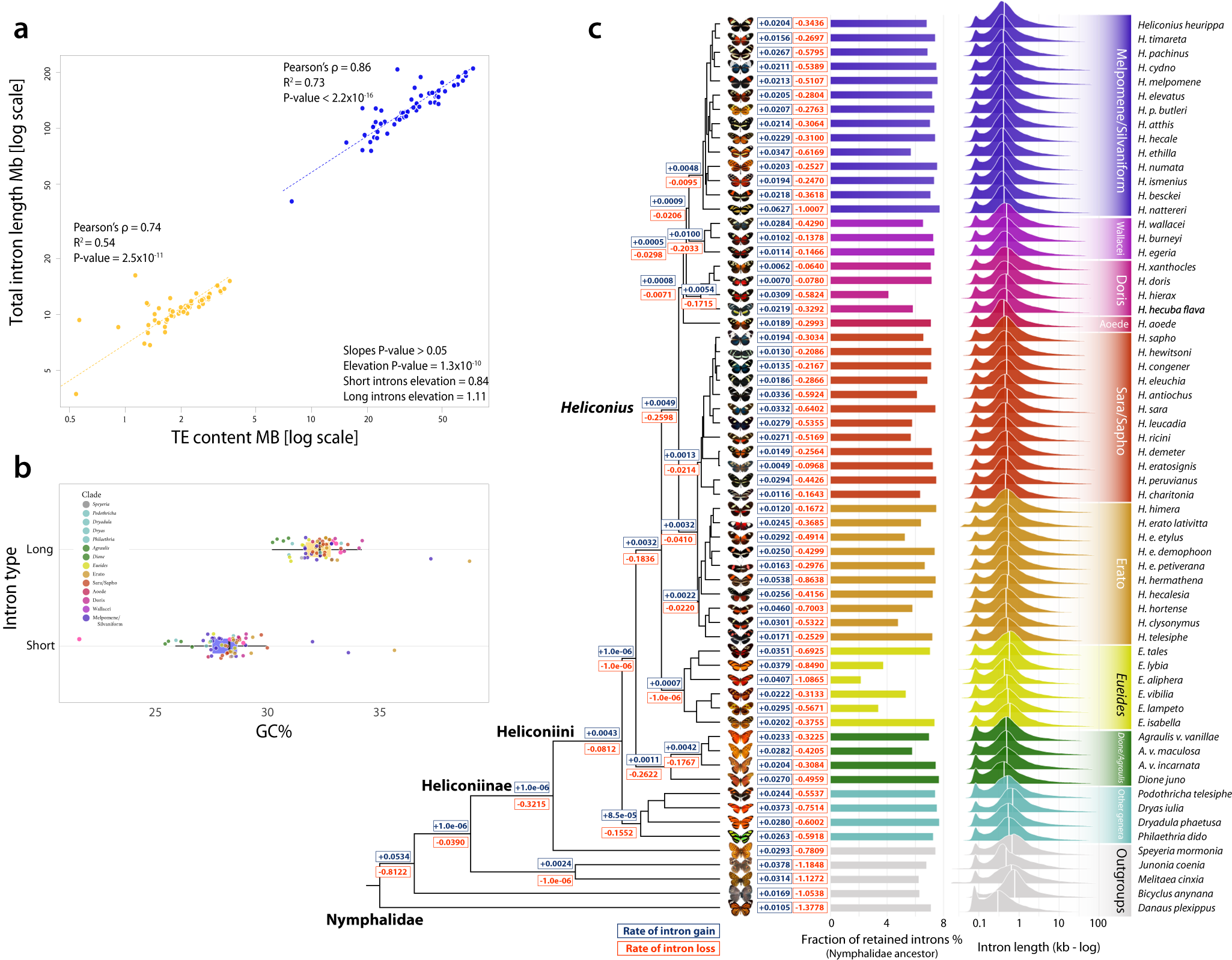 Fig. 4: Composition and intronic evolution.