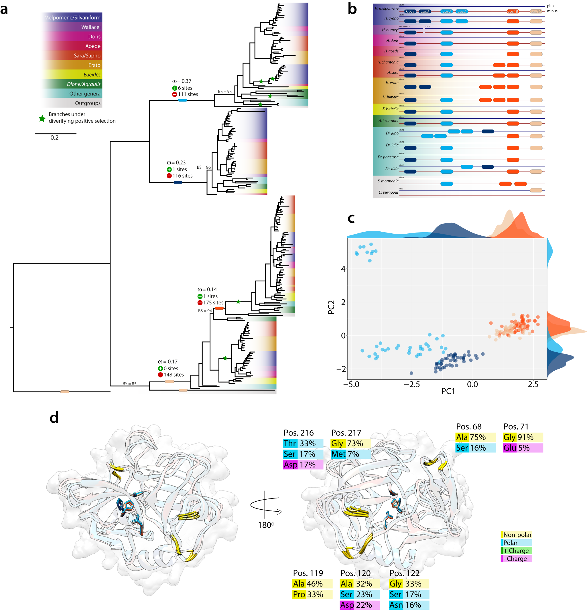 Fig. 7: Cocoonase evolution and structural divergence across Heliconiini.