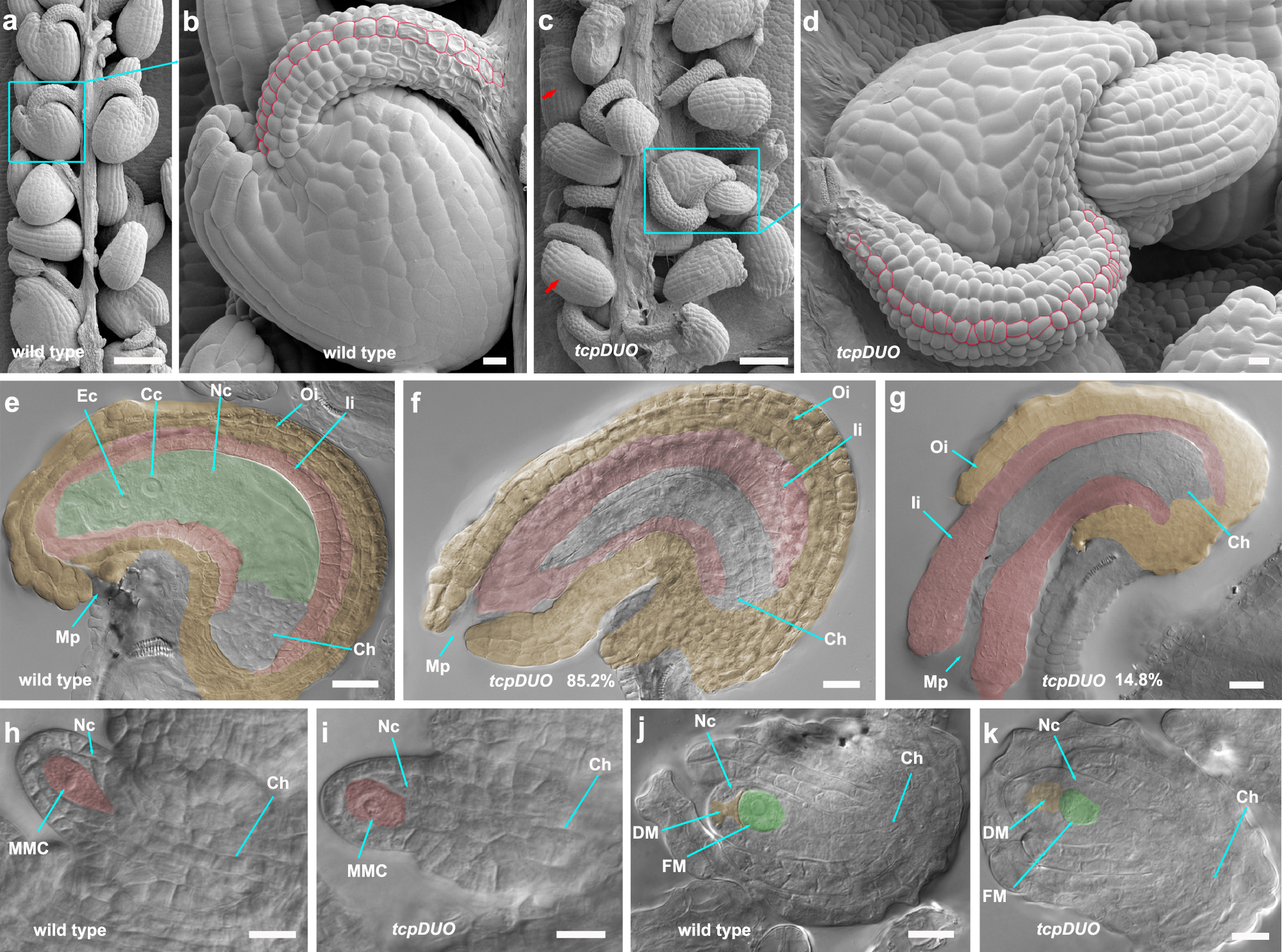 Fig. 2: The funiculi, integuments, and megagametogenesis were abnormal in the tcpDUO ovules.