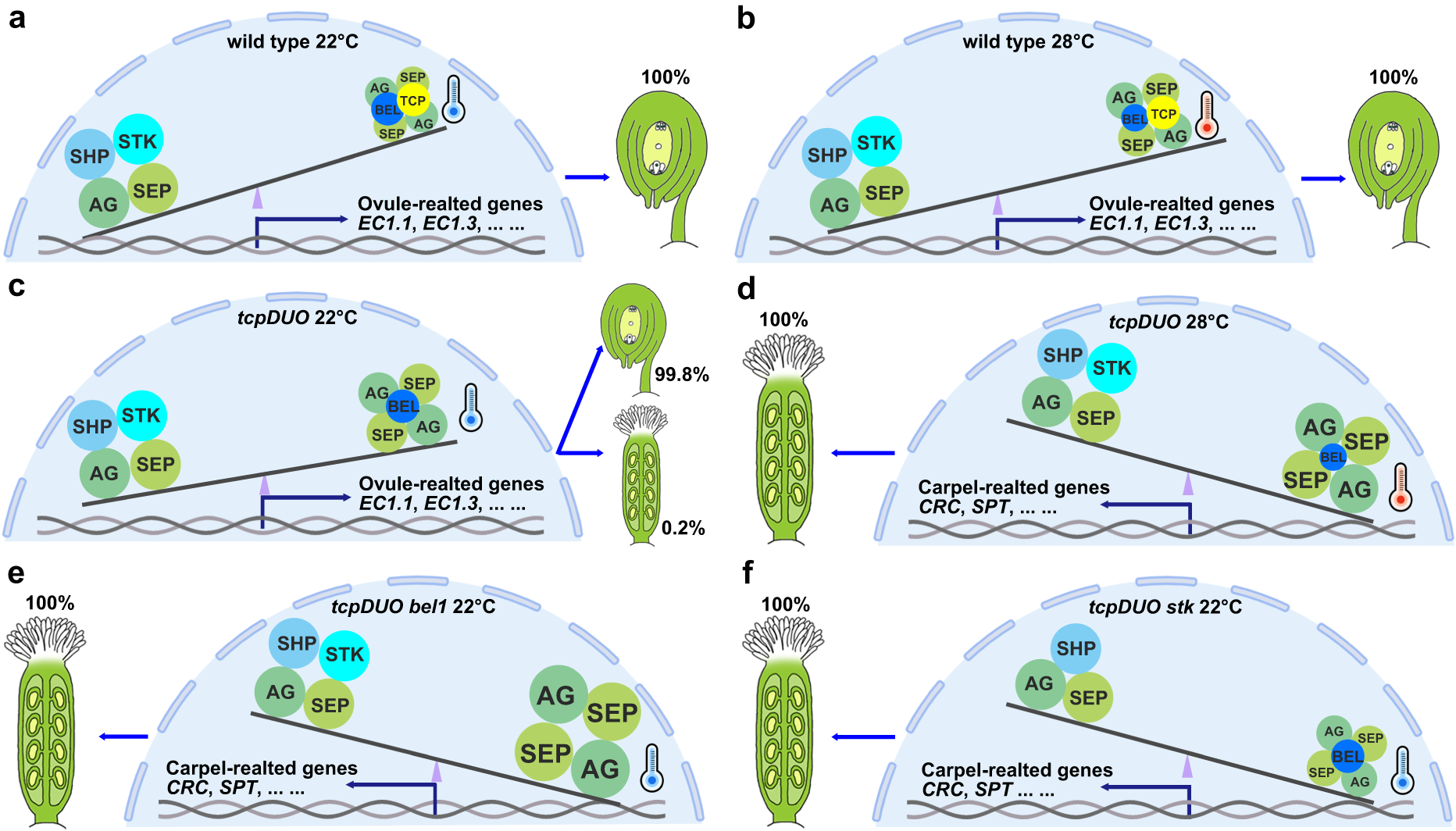 Fig. 8: Seesaw working model of TCP transcription factors in the control of ovule identity.