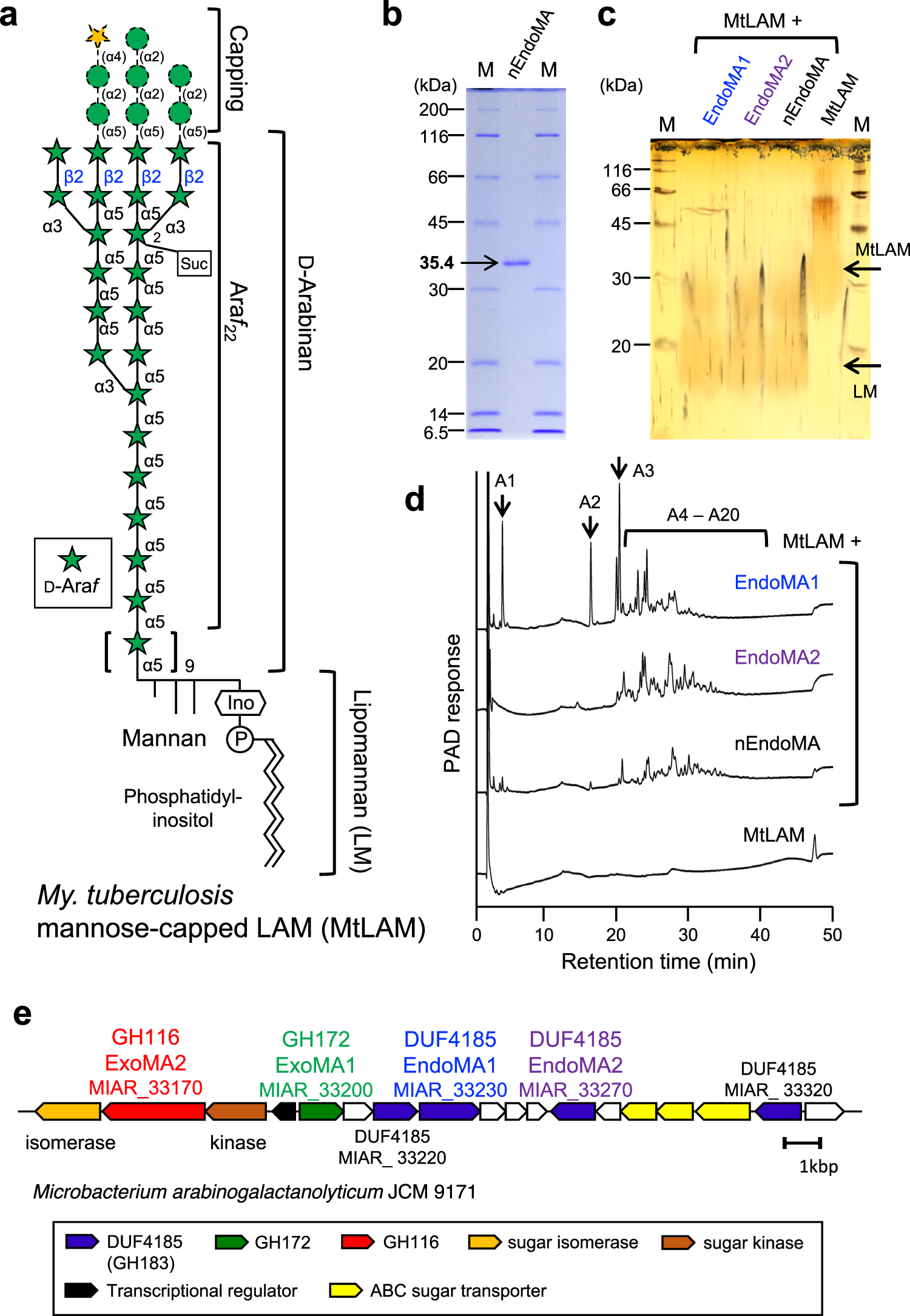identification-and-characterization-of-endo-exo-and-exo-d-arabinofuranosidases-degrading-lipoarabinomannan-and-arabinogalactan-of-mycobacteria-nature-communications