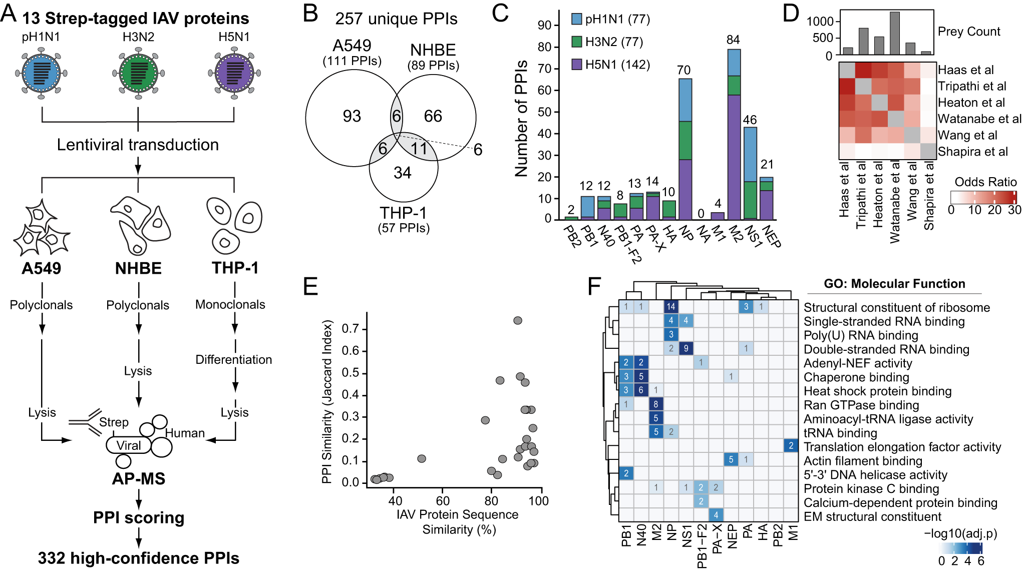 Proteomic and genetic analyses of influenza A viruses identify pan-viral  host targets | Nature Communications