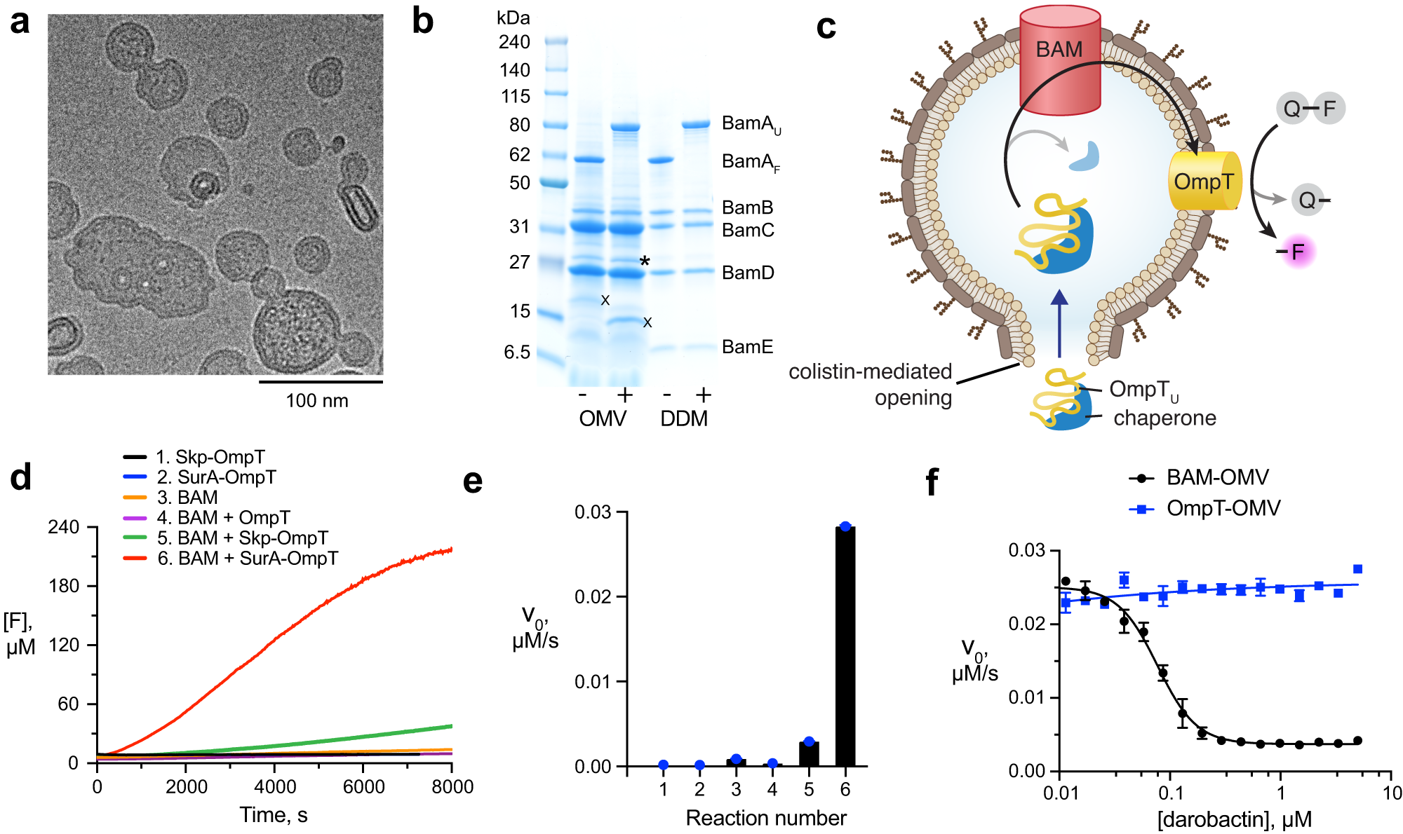 Fig. 2: Assay for BAM function in native environment.