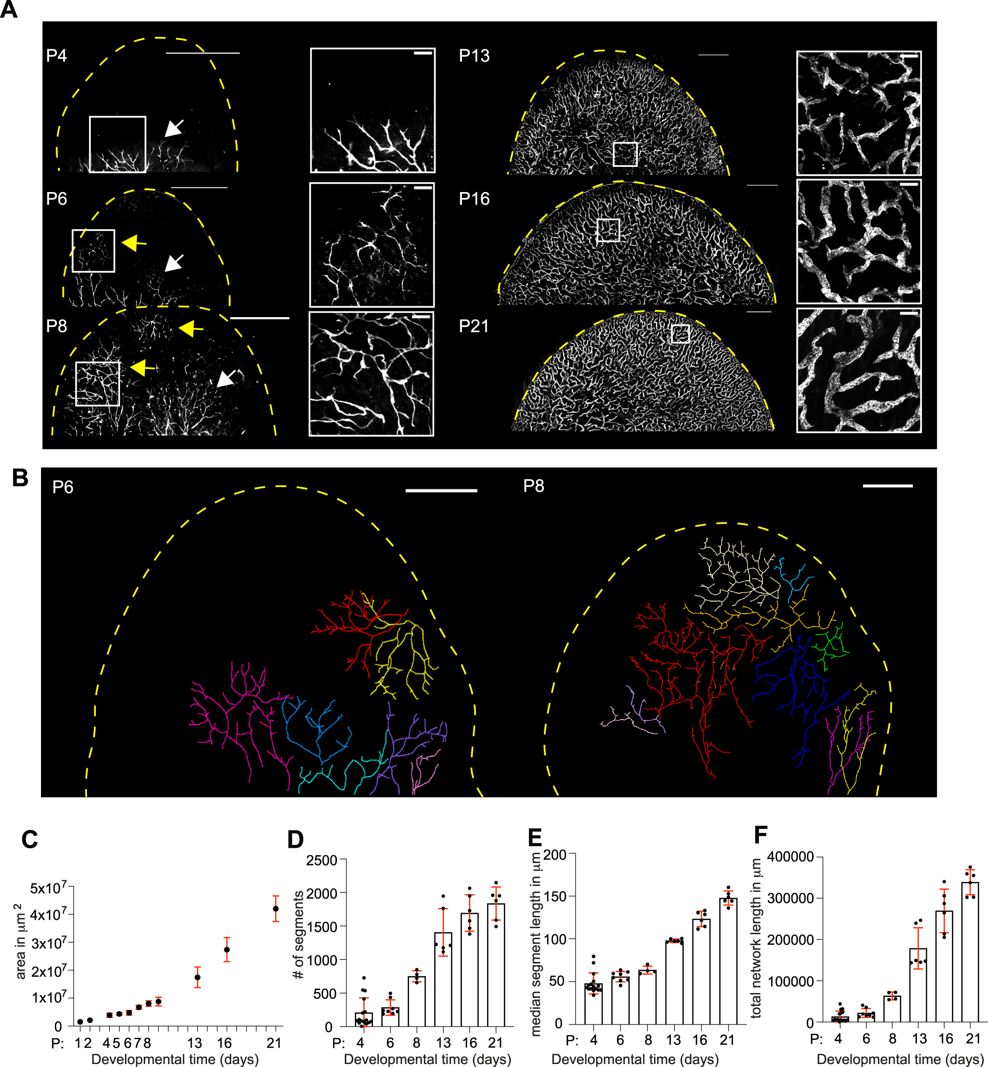 Self-organized and directed branching results in optimal coverage in developing dermal lymphatic networks | Nature Communications da-form-5624-r-fill-out-printable-pdf-forms-online