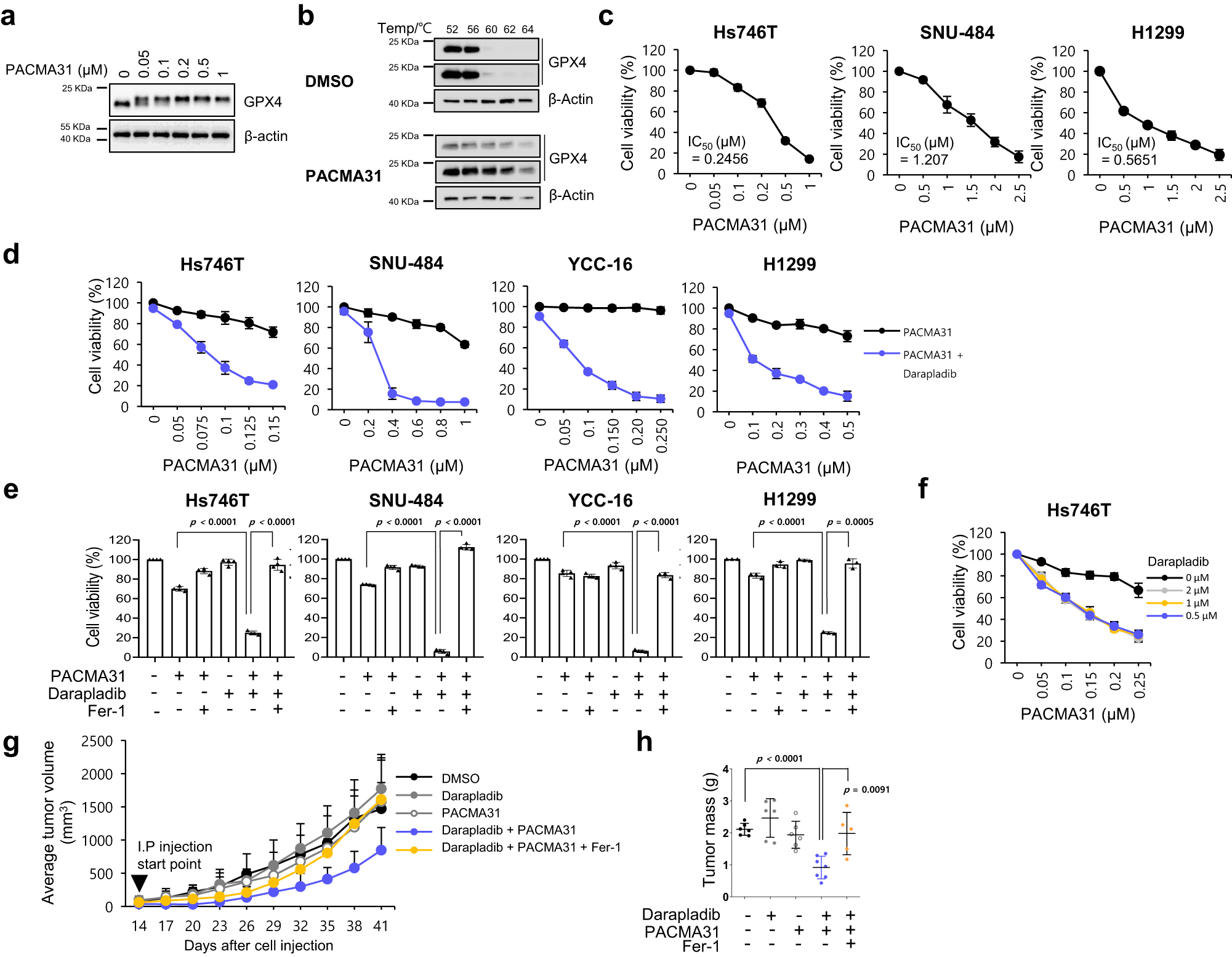 Fig. 7: Darapladib enhances the antitumour activity of PACMA31 by accelerating ferroptosis.