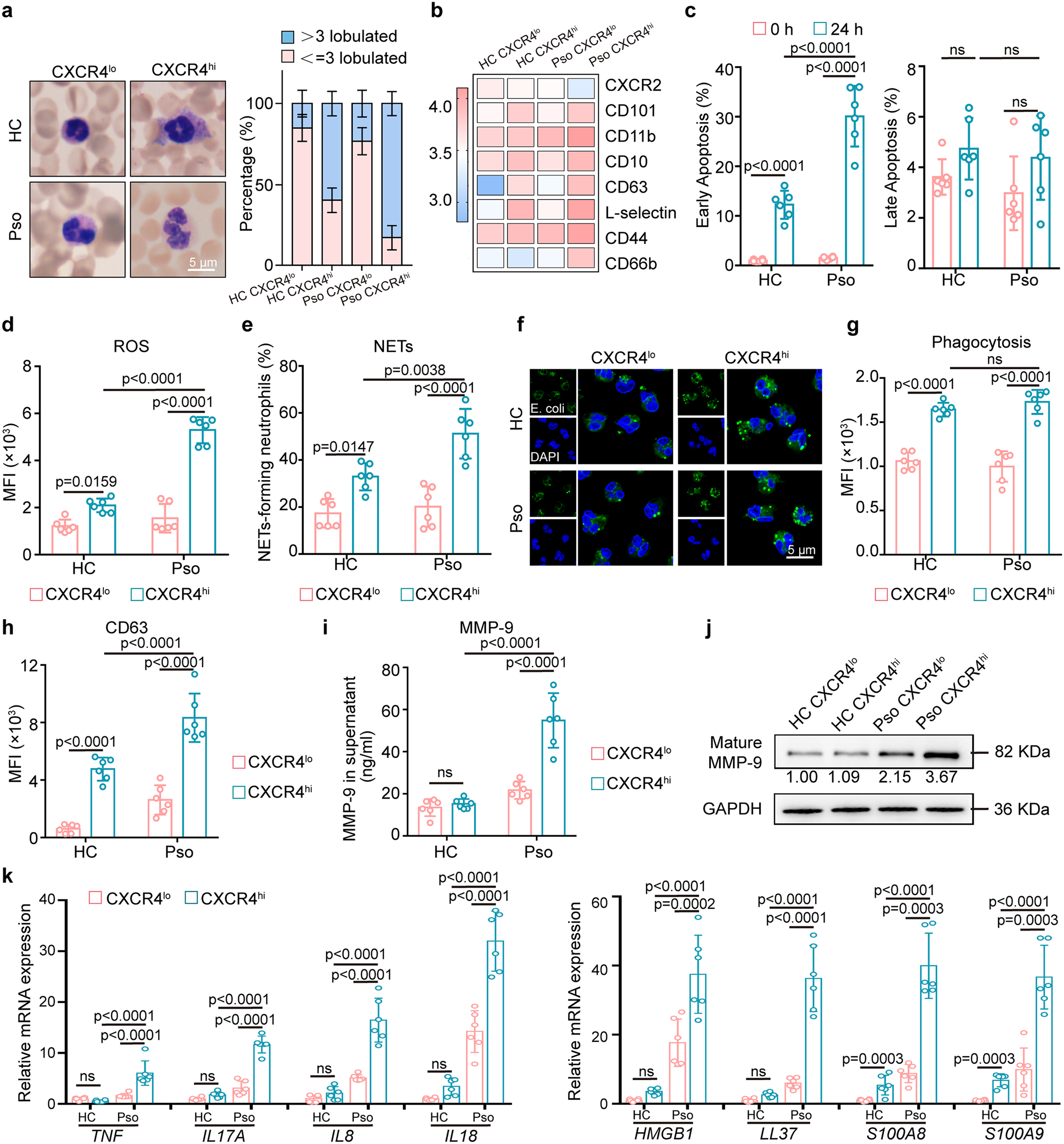 Fig. 2: CXCR4hi neutrophils display enhanced pro-inflammatory functions.
