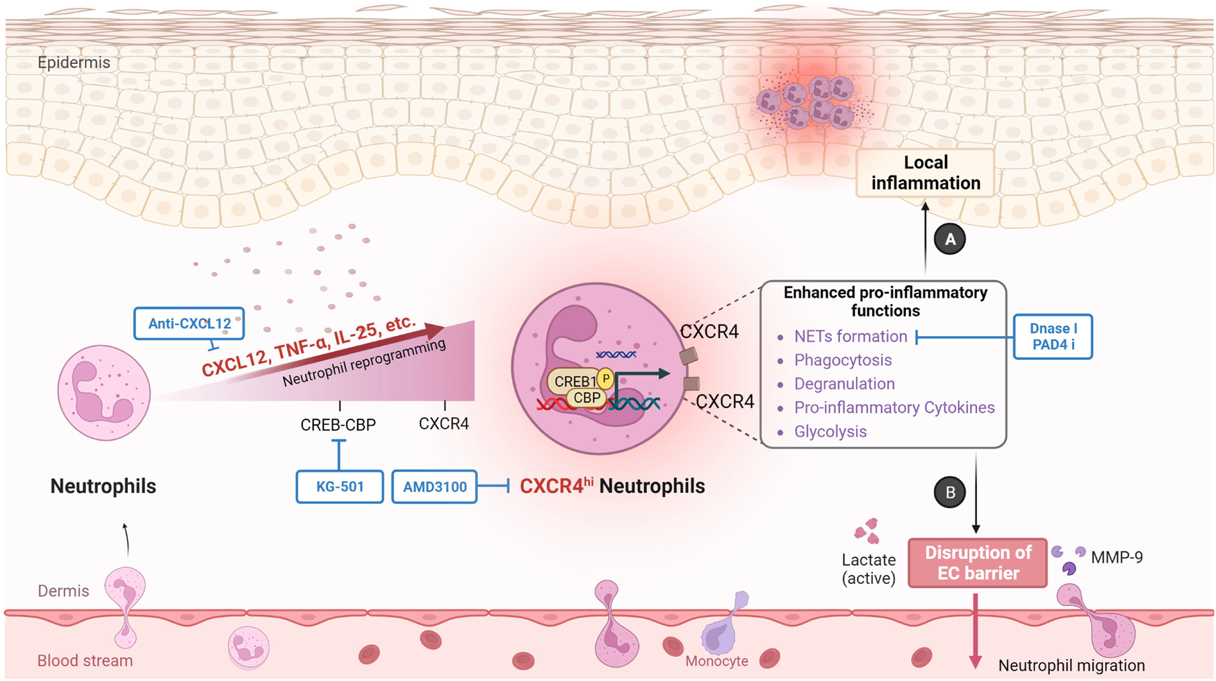 Fig. 9: Proposed mechanisms of CXCR4hi neutrophil phenotype in skin inflammation.