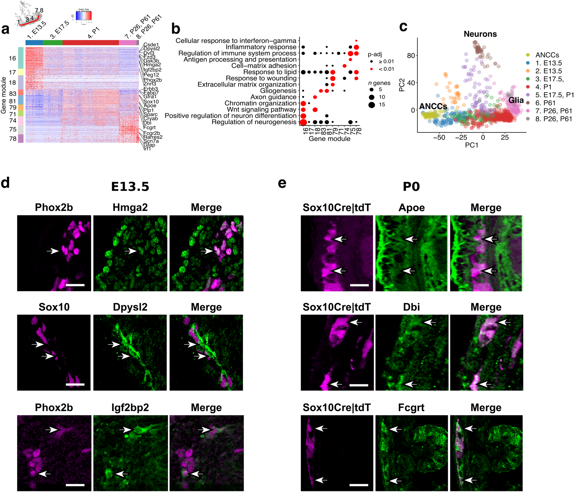 Fig. 2: Transcriptional changes along the gliogenic trajectory.