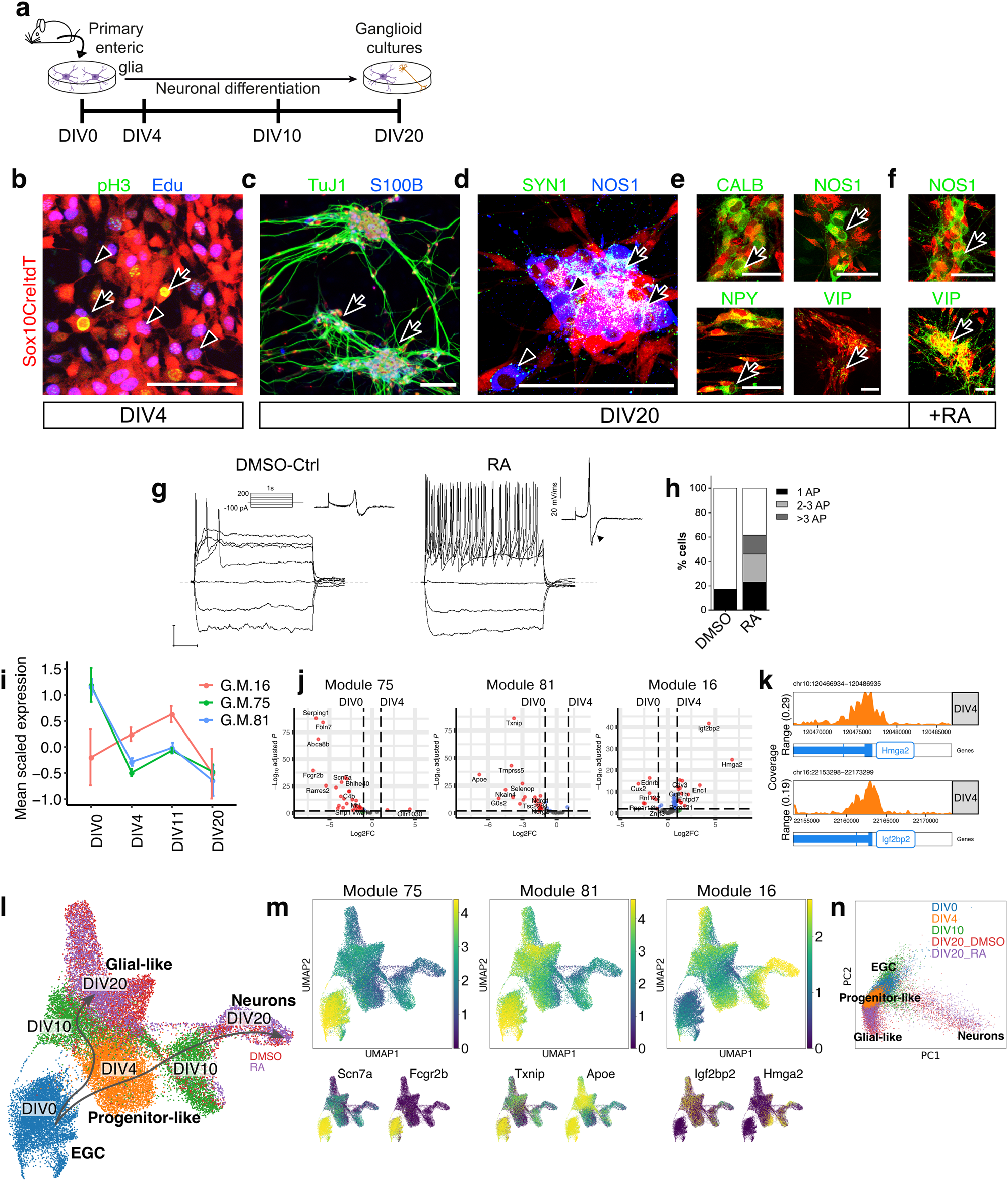 Fig. 5: Characterization of ganglioid cultures.