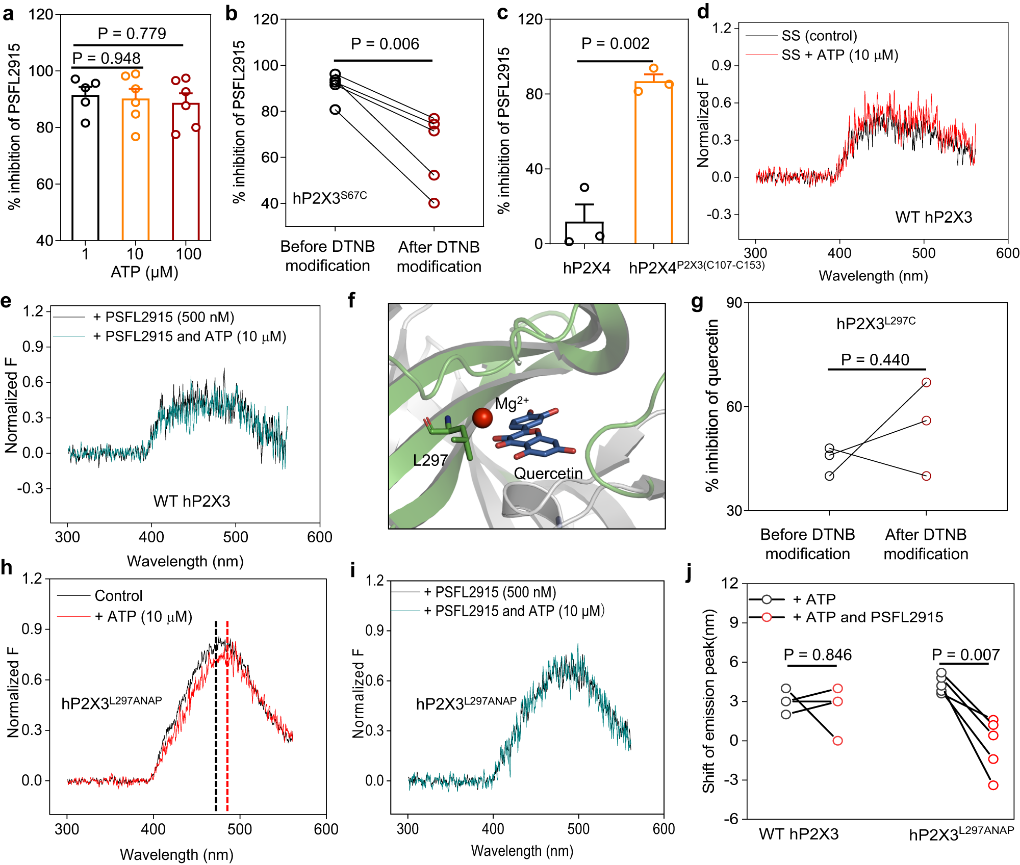 Fig. 8: PSFL2915 blocks the conformational changes of IP-HD in P2X3 induced by ATP binding.