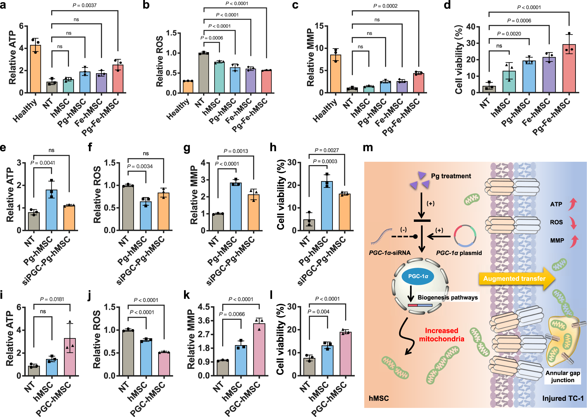 Fig. 3: In vitro therapeutic potential of Pg-Fe-hMSC in mouse LECs.