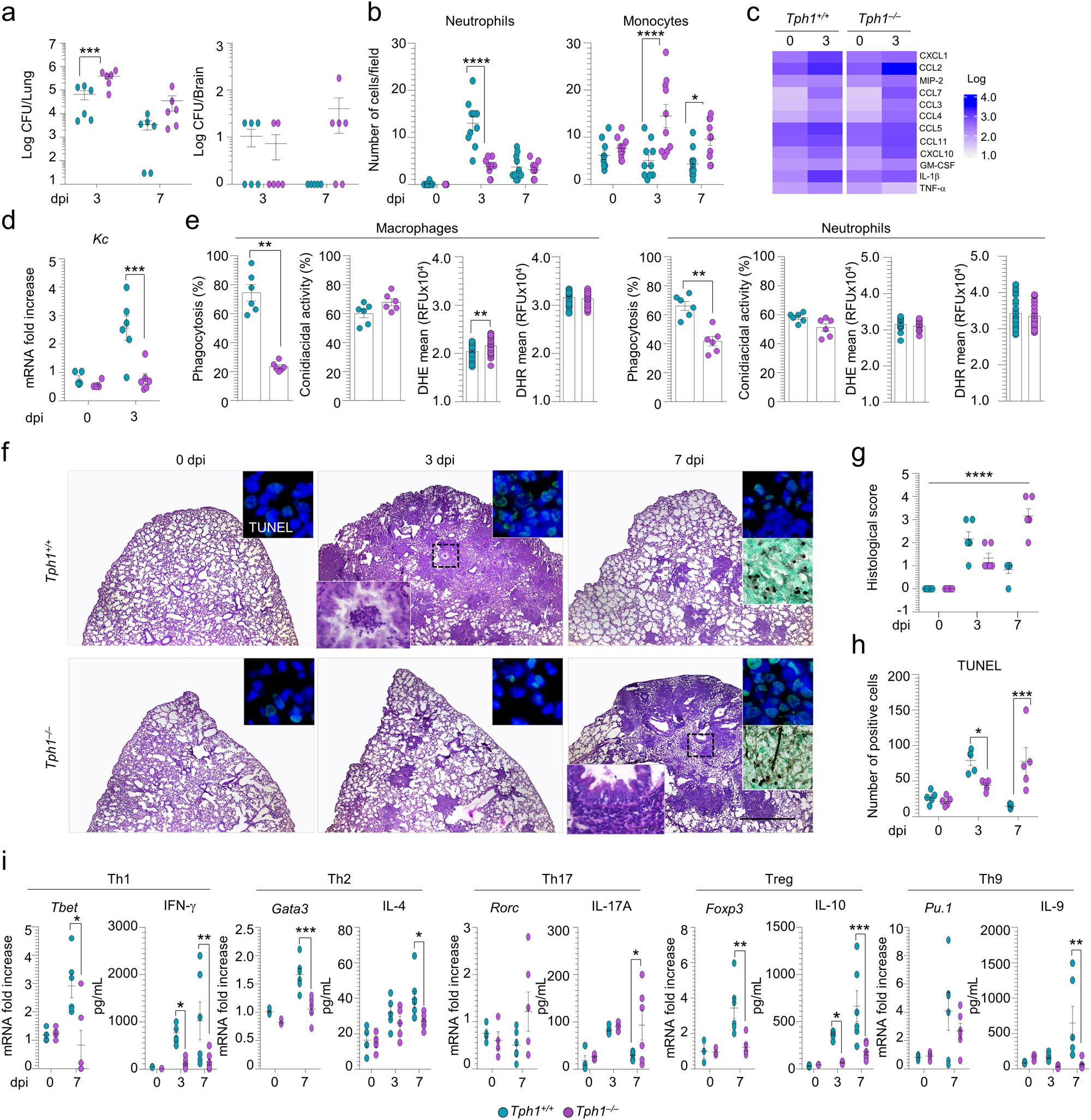 Fig. 1: Tph1–/–mice are susceptible to A. fumigatus infection.