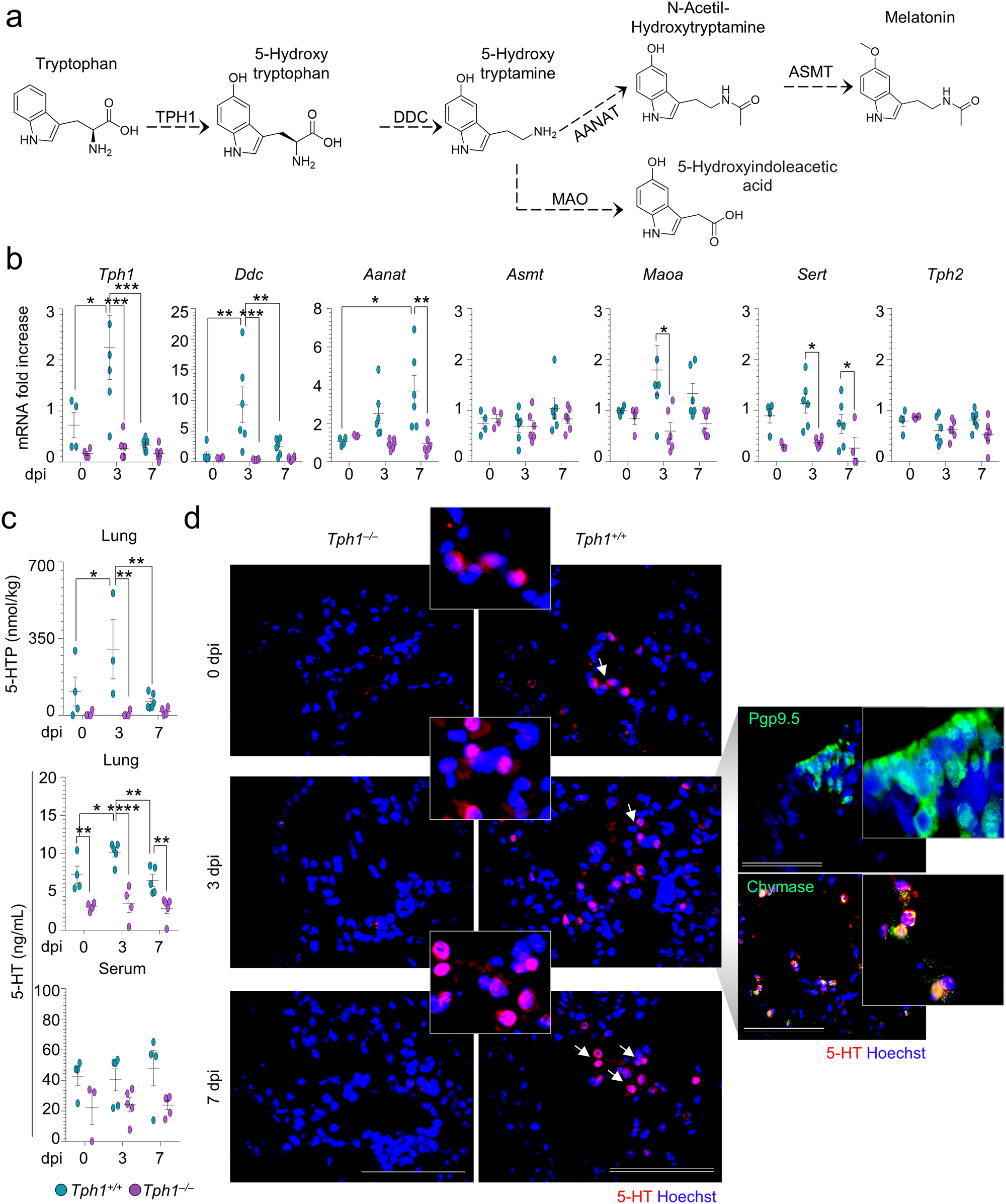 Fig. 3: Mast cells produce 5-HT in A. fumigatus infection.