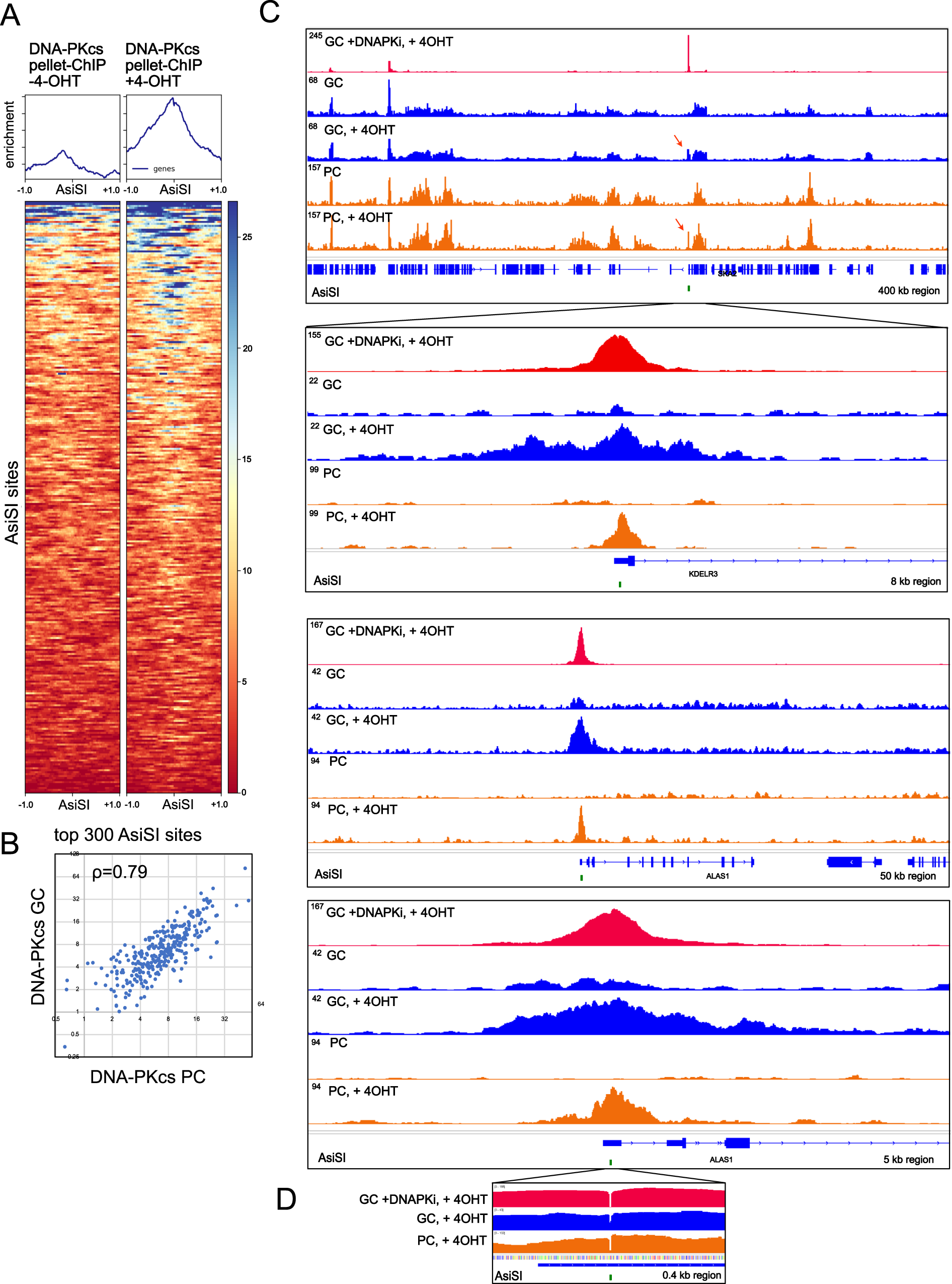 Fig. 4: Comparisons between DNA-PKcs released and chromatin-bound fragments in the absence of DNA-PKcs inhibition.
