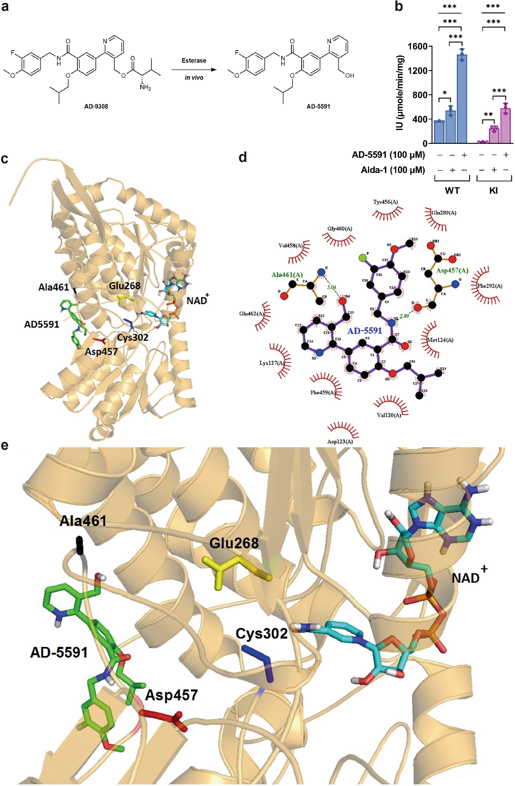 Fig. 4: ALDH2 (Acetaldehyde Dehydrogenase 2) activator AD-9308 enhanced ALDH2 enzymatic activities.