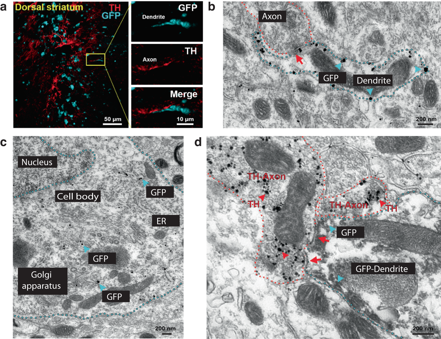 Fig. 3: Dorsal striatum expression of the dLight sensor on plasma membrane of dendrites synapsing with TH-axons.