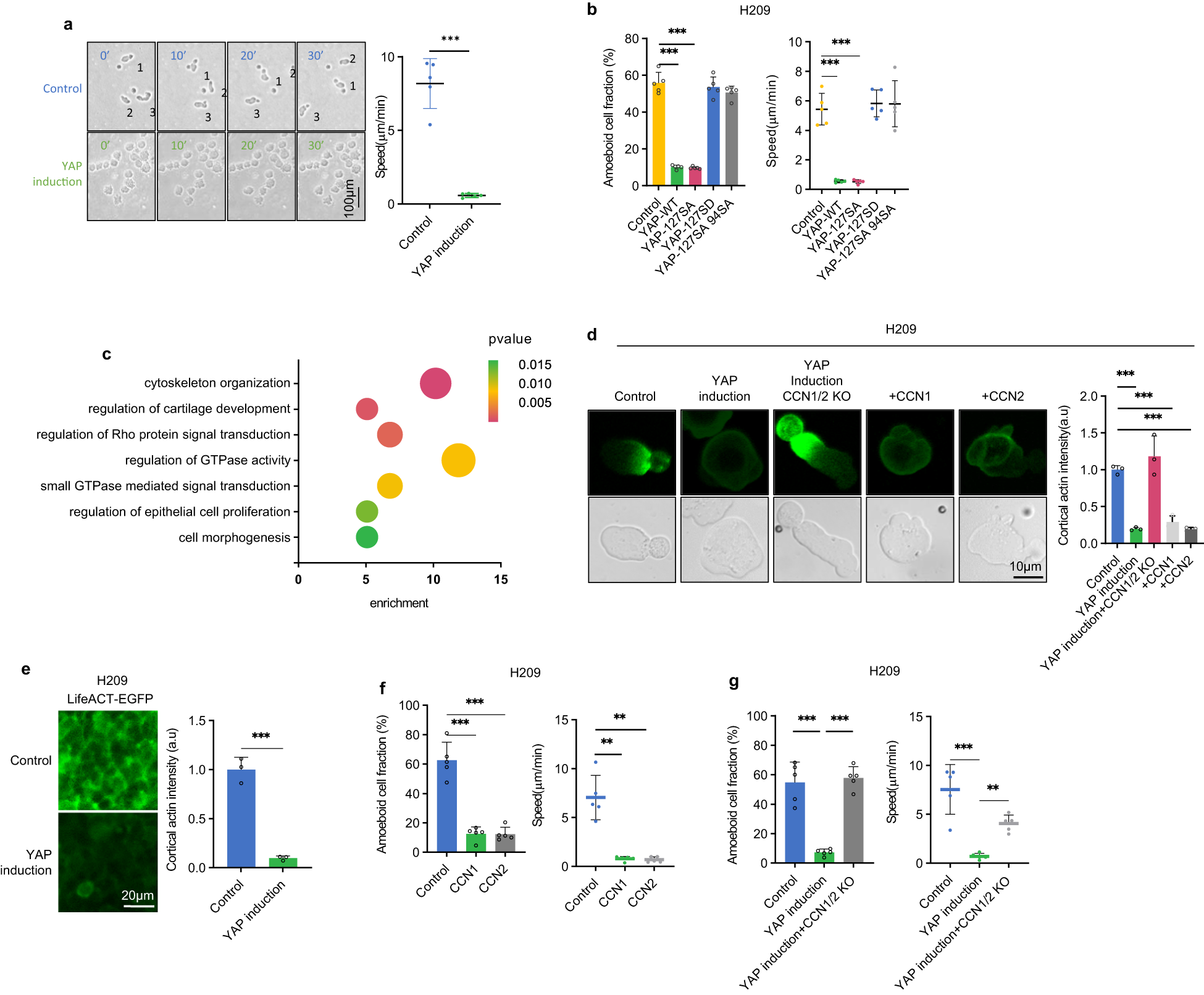 Fig. 2: YAP inhibits SCLC ameboid migration through CCN1/2.