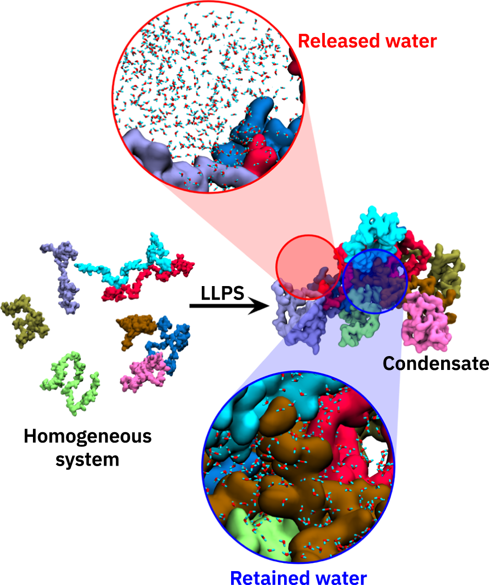 Fig. 1: Illustration of the process of protein condensate formation via liquid–liquid phase separation.