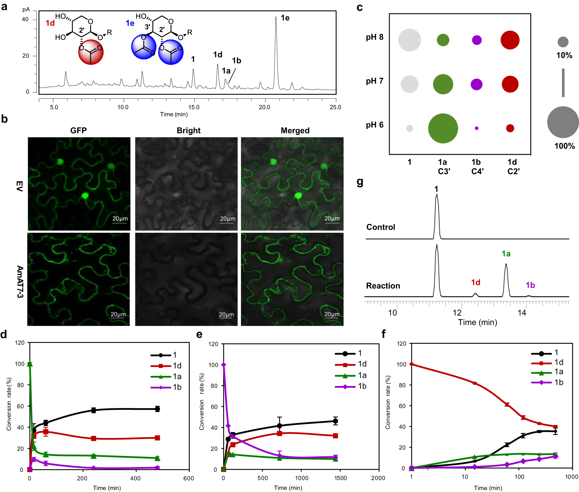 Fig. 2: Contribution of AmAT7-3 to C2′-OH acetylated saponins in A. membranaceus.