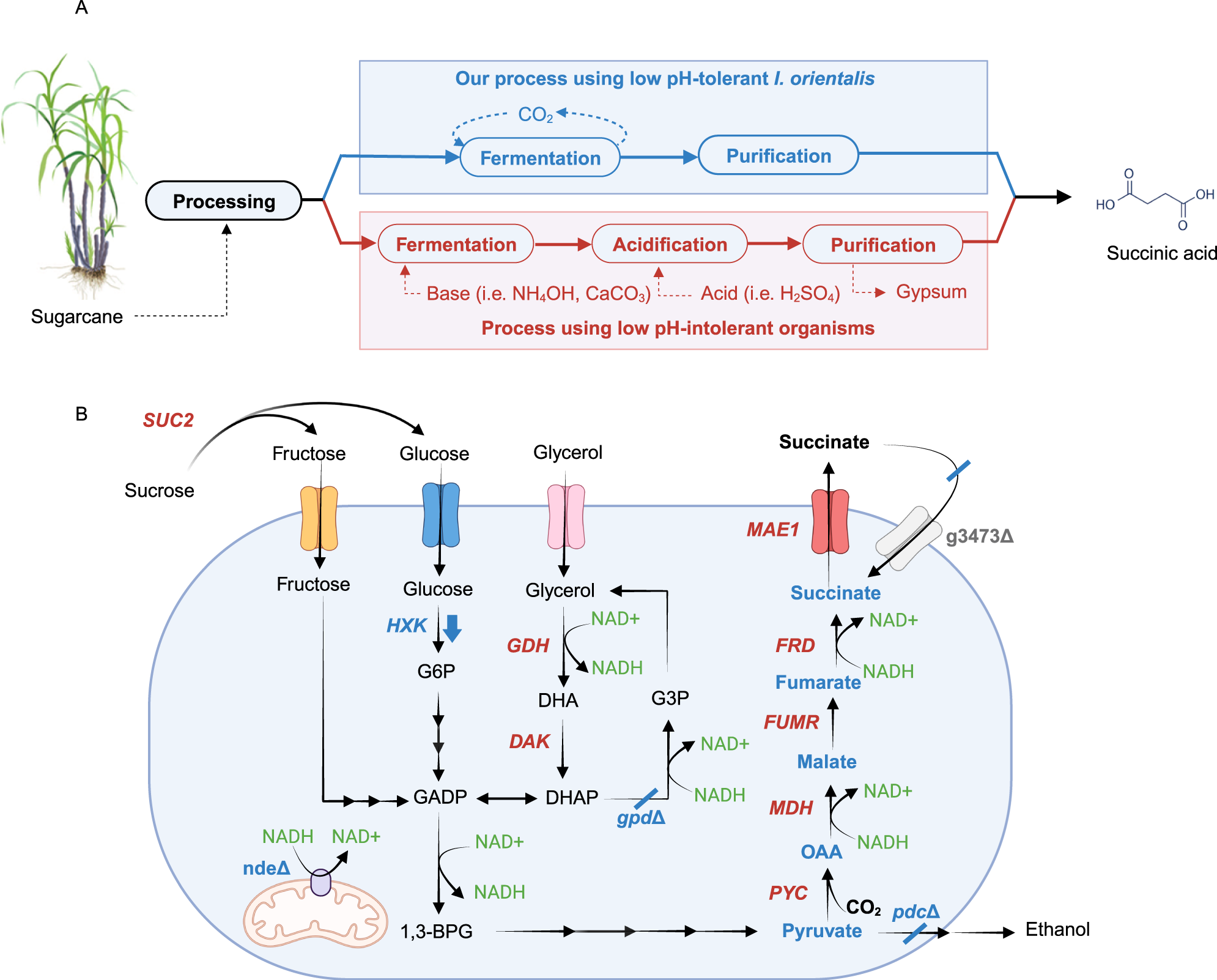 Exploring Stearic Acid: Sources & Production Methods, by Chemtradeasia