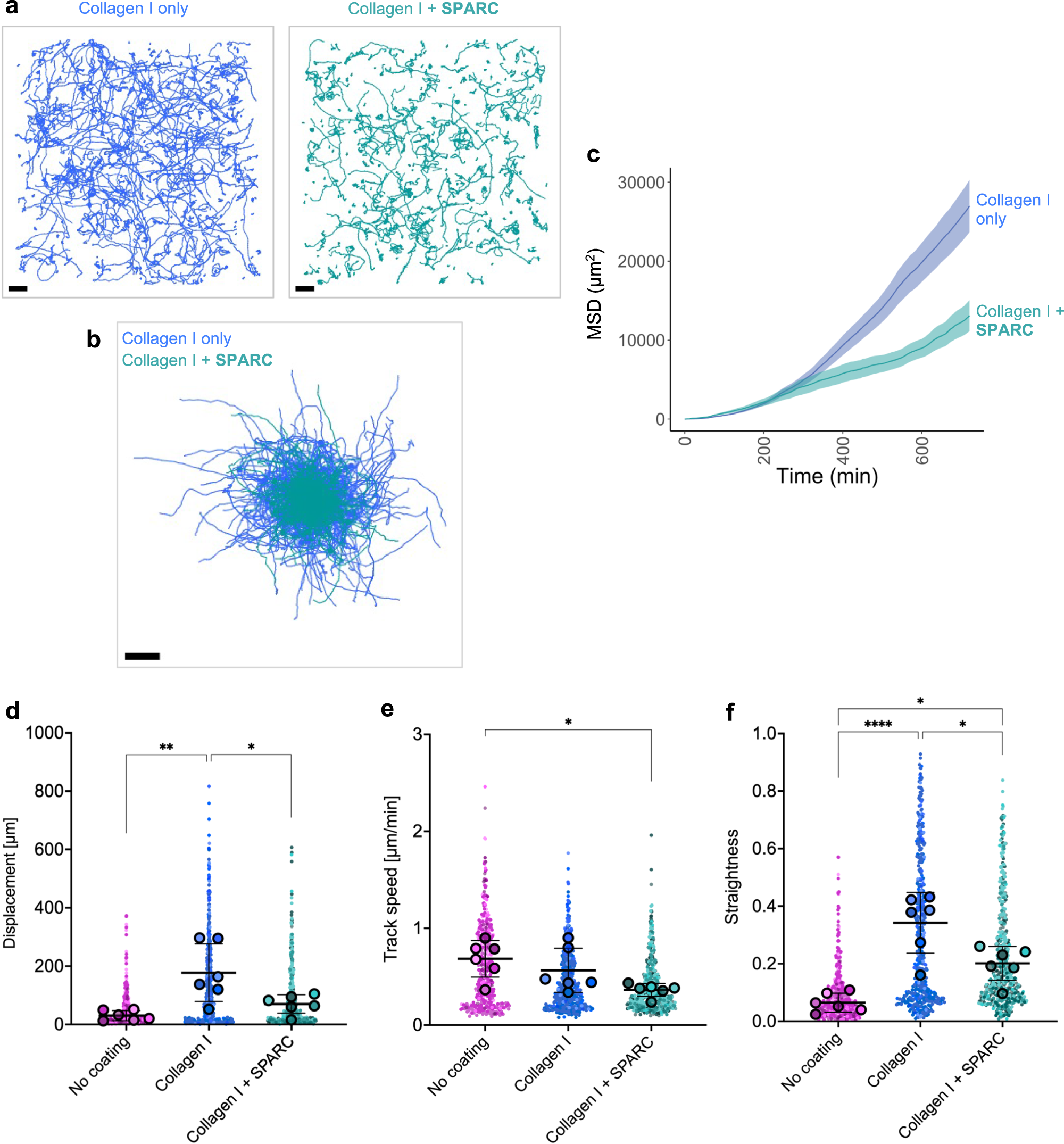 Fig. 7: SPARC restricts KRT5+ BC migration.