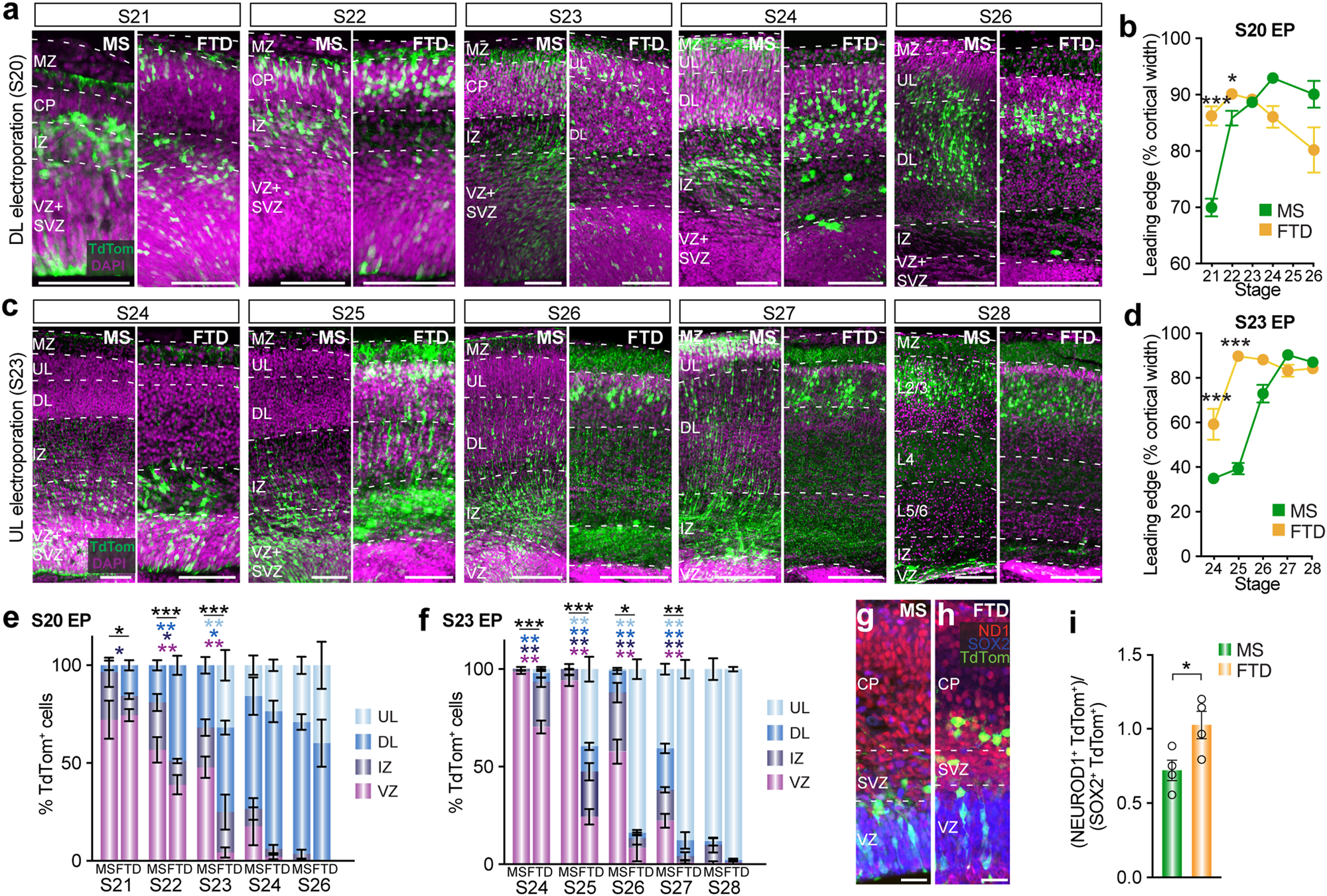 Fig. 2: Neuronal maturation and migration are relatively more advanced in dunnarts than mice.
