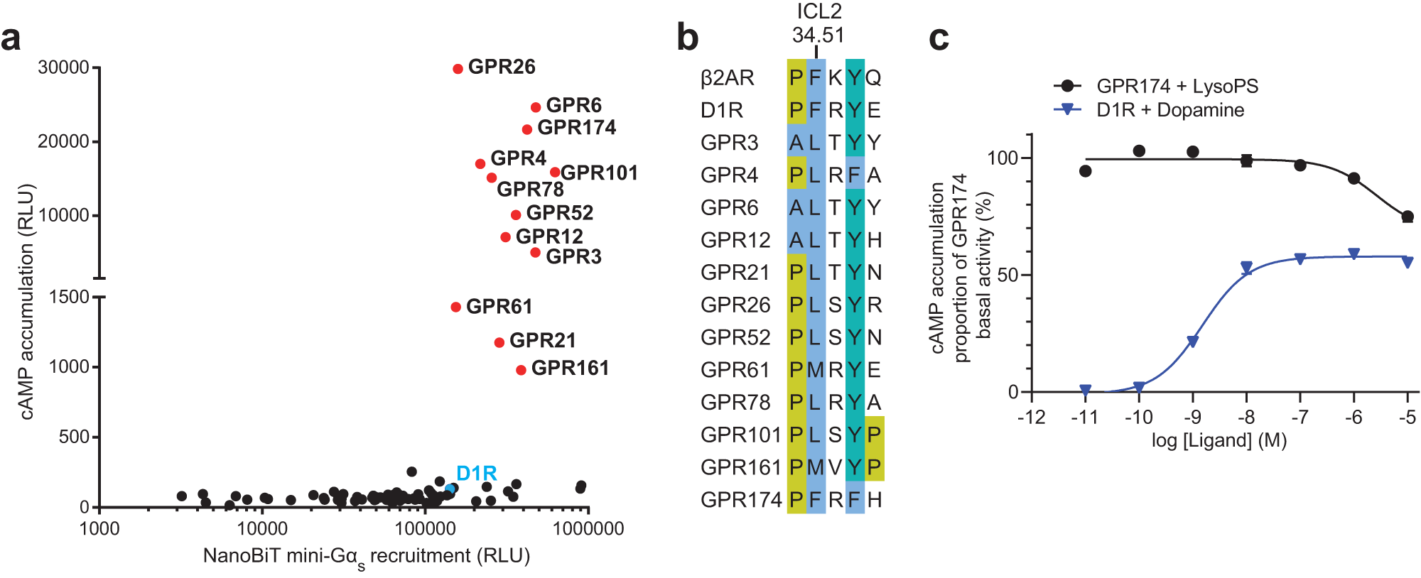 Fig. 1: A group of class A oGPCRs dramatically increase cAMP levels via the Gs pathway.