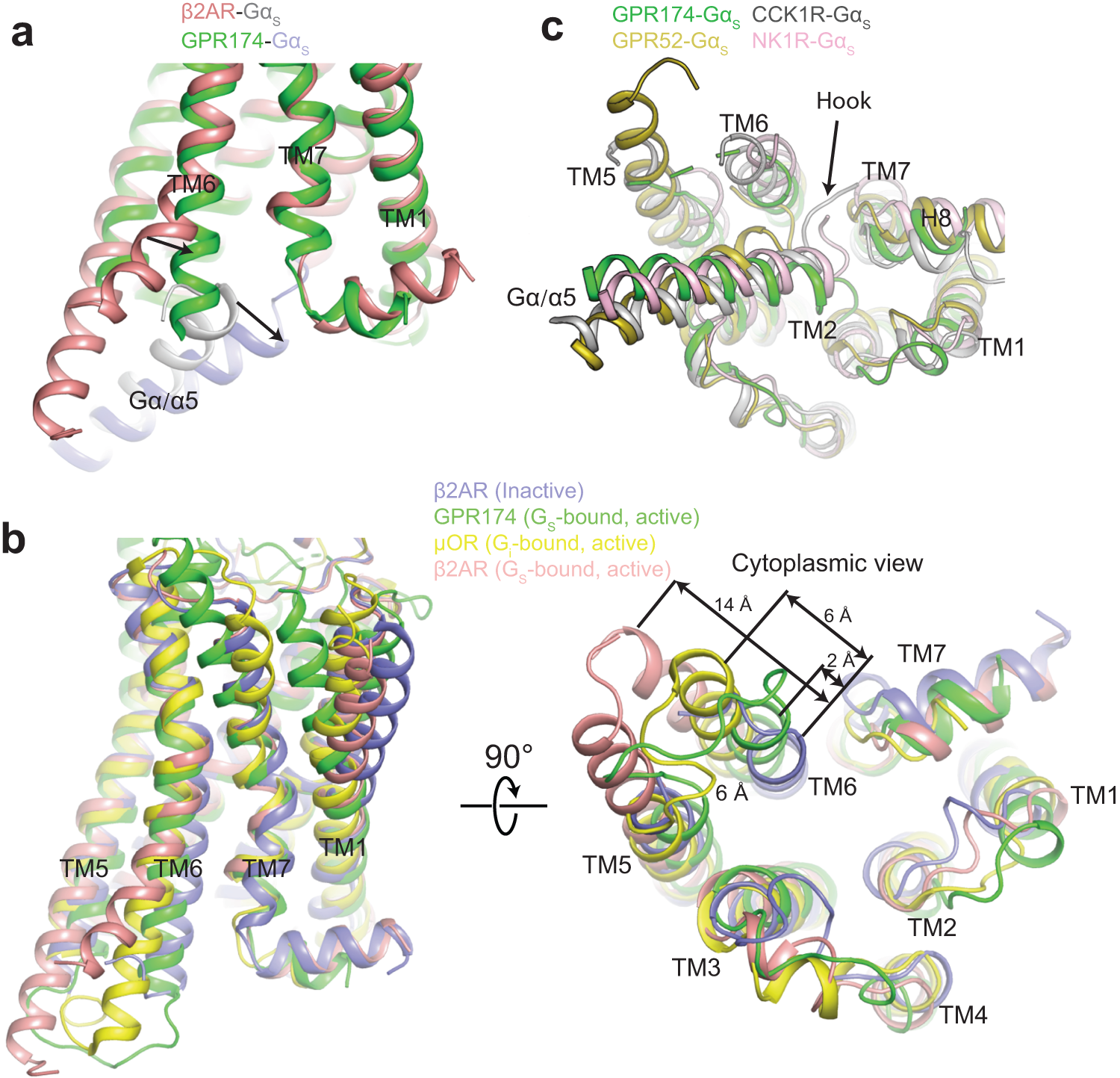 Fig. 5: In contrast to GPR61, GPR161, and β2AR, GPR174 adopts a non-canonical Gs coupling mode.