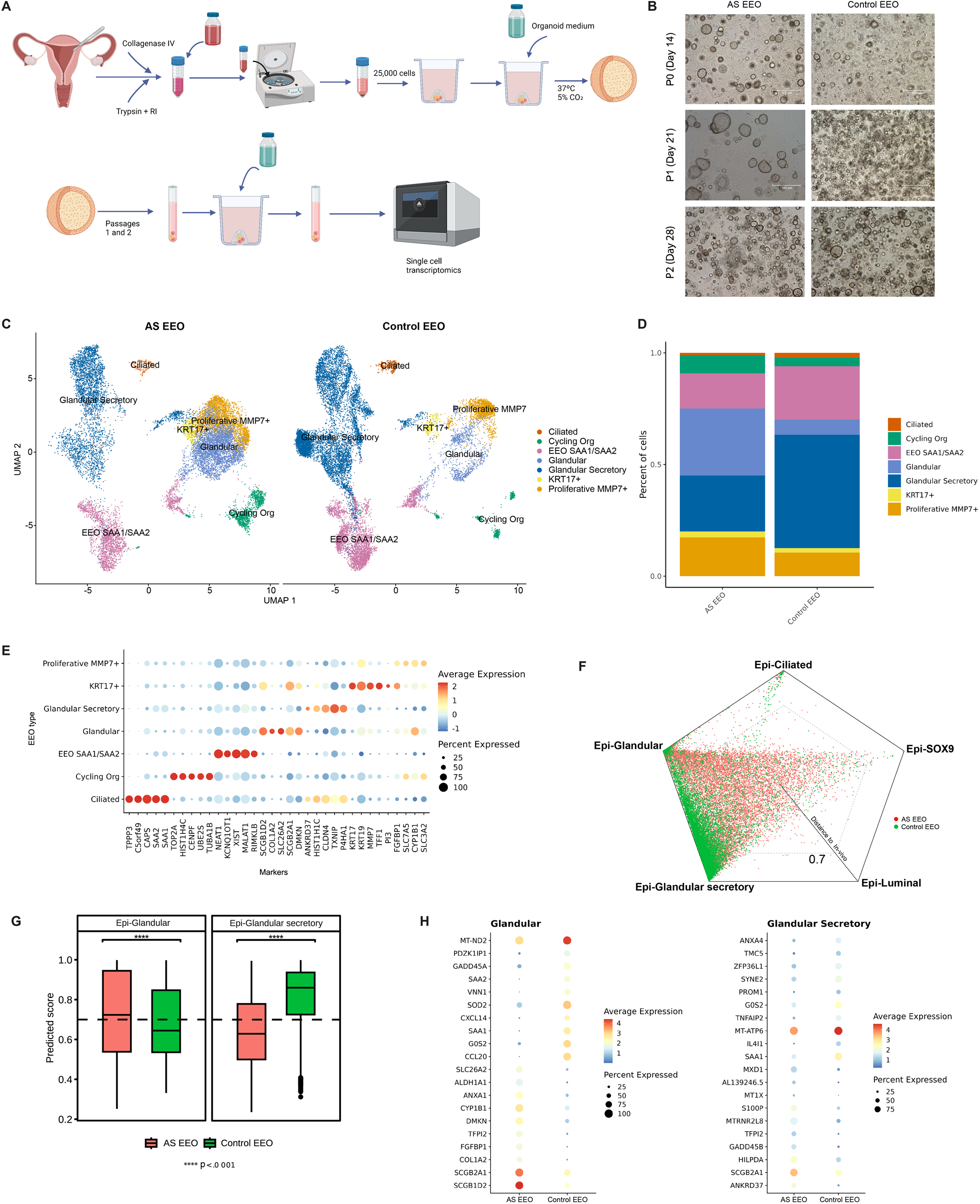 Fig. 6: Analysis of endometrial epithelial organoids derived from the window of implantation controls and Asherman´s syndrome patients.