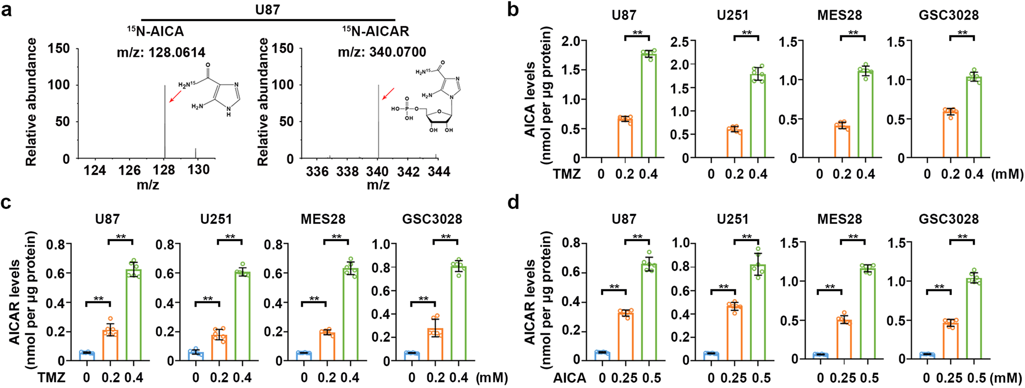 Hypoxanthine phosphoribosyl transferase 1 metabolizes temozolomide to  activate AMPK for driving chemoresistance of glioblastomas | Nature  Communications