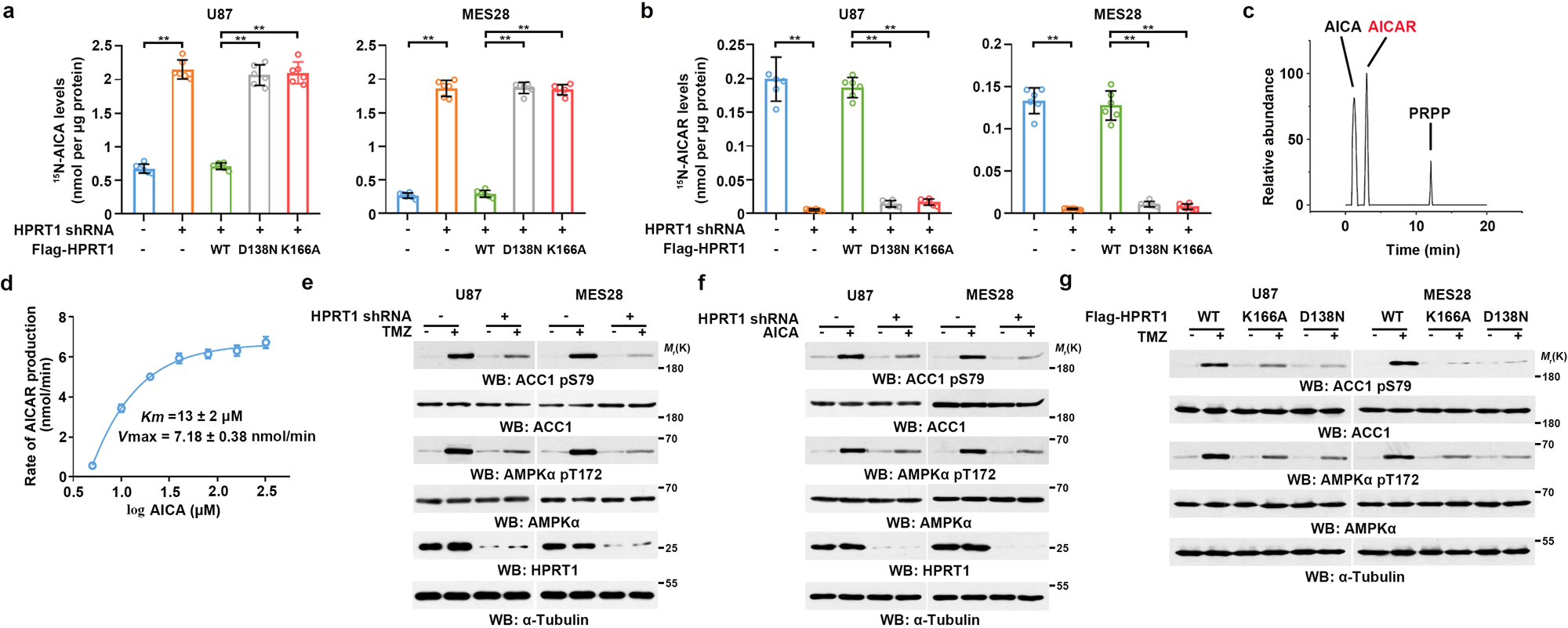 Fig. 3: HPRT1 converts TMZ-derived AICA to AICAR.