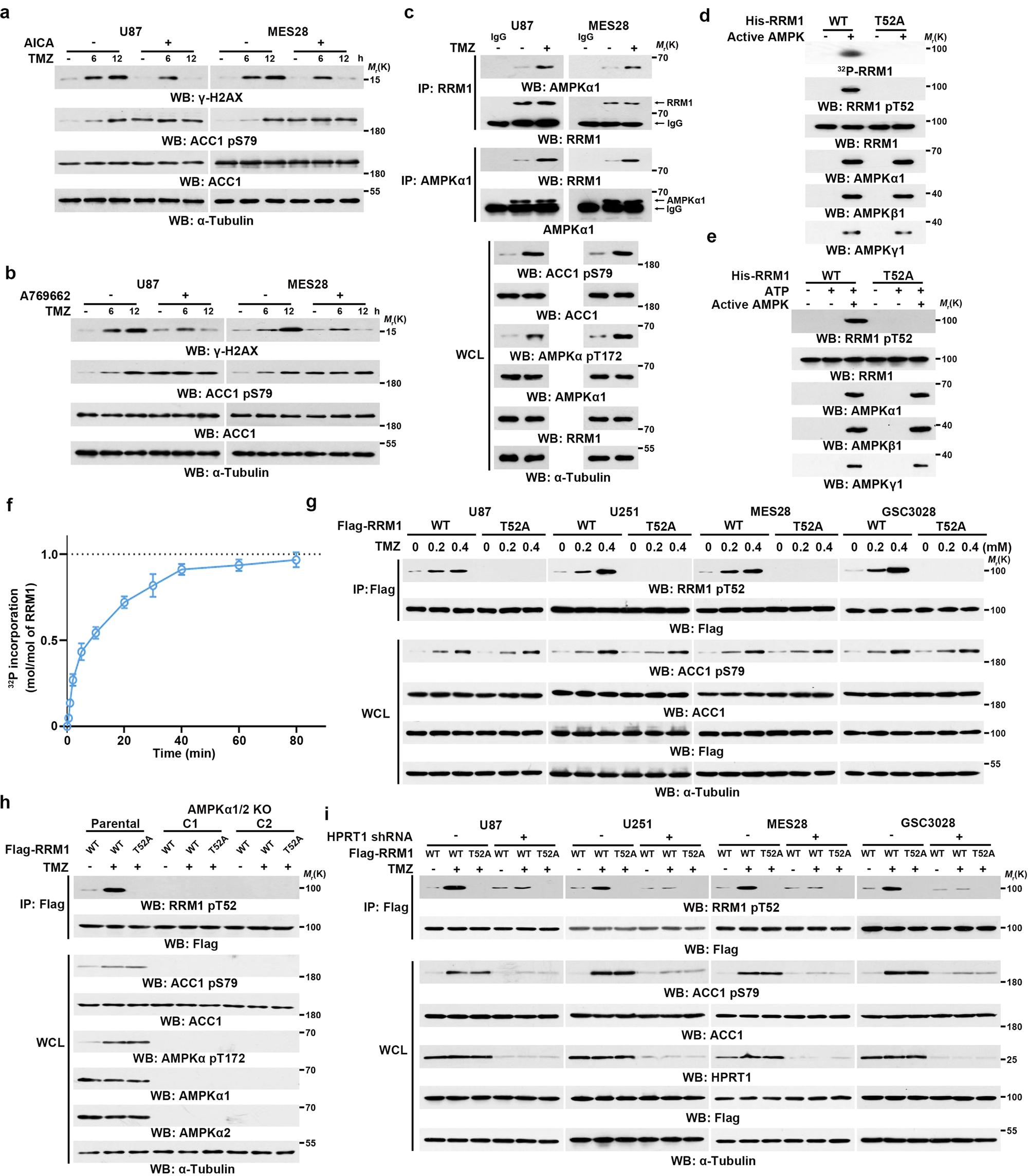 Fig. 4: TMZ-activated AMPK phosphorylates RRM1 at T52.