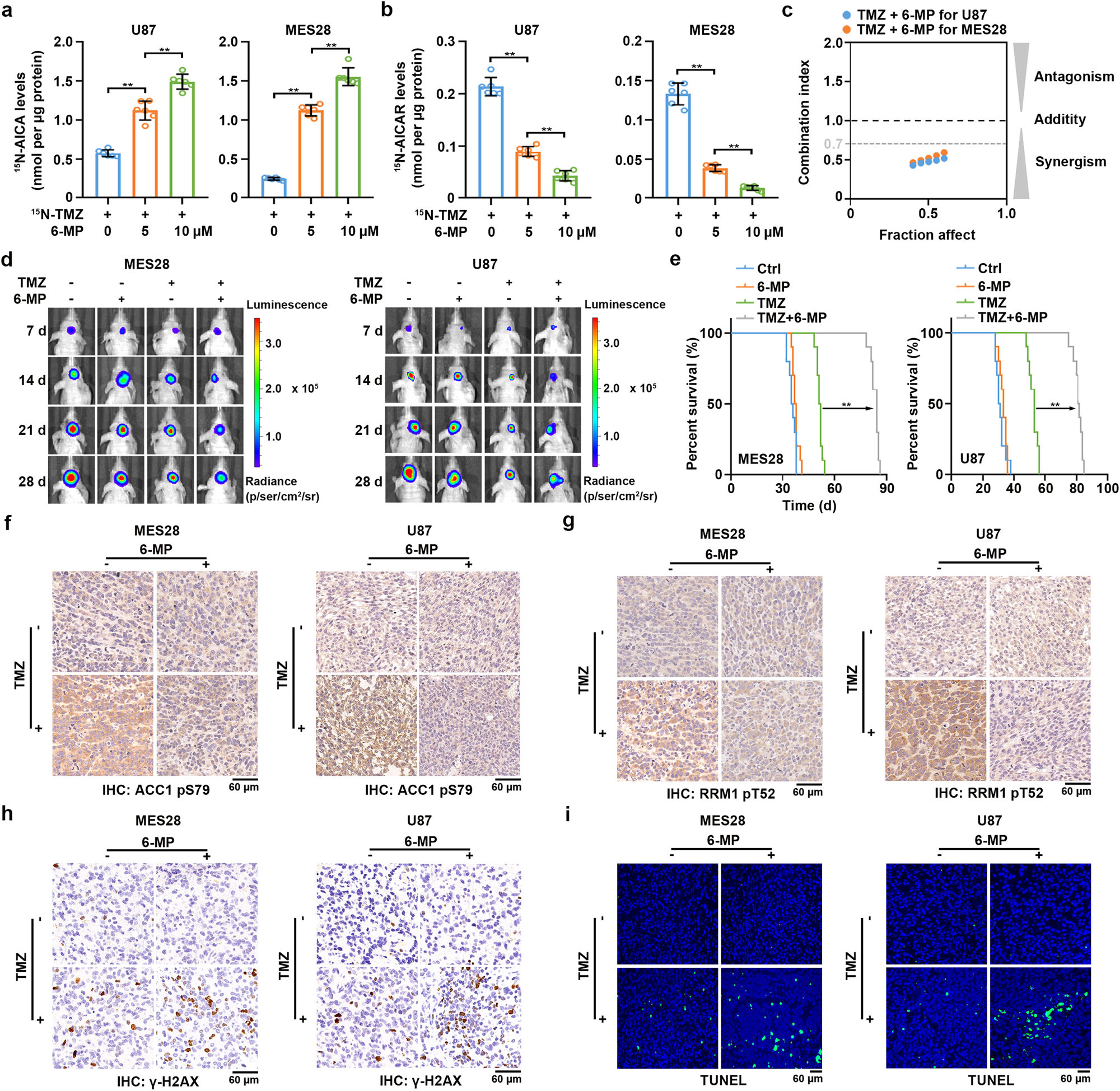 Fig. 7: Combined treatment with 6-MP and TMZ blocks TMZ-induced DNA damage repair and synergistically inhibits brain tumor growth.