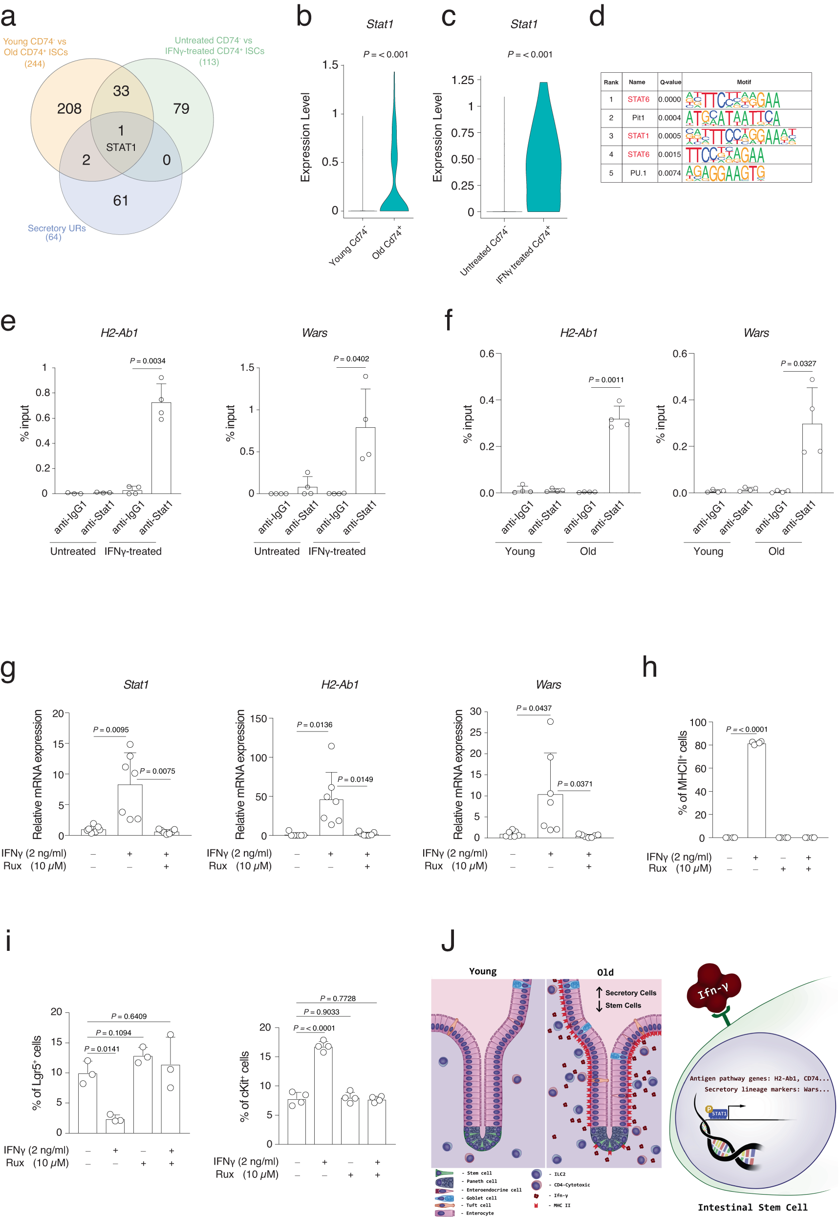 Fig. 7: Stat1 transcription factor mediates the IFNγ effect during aging.