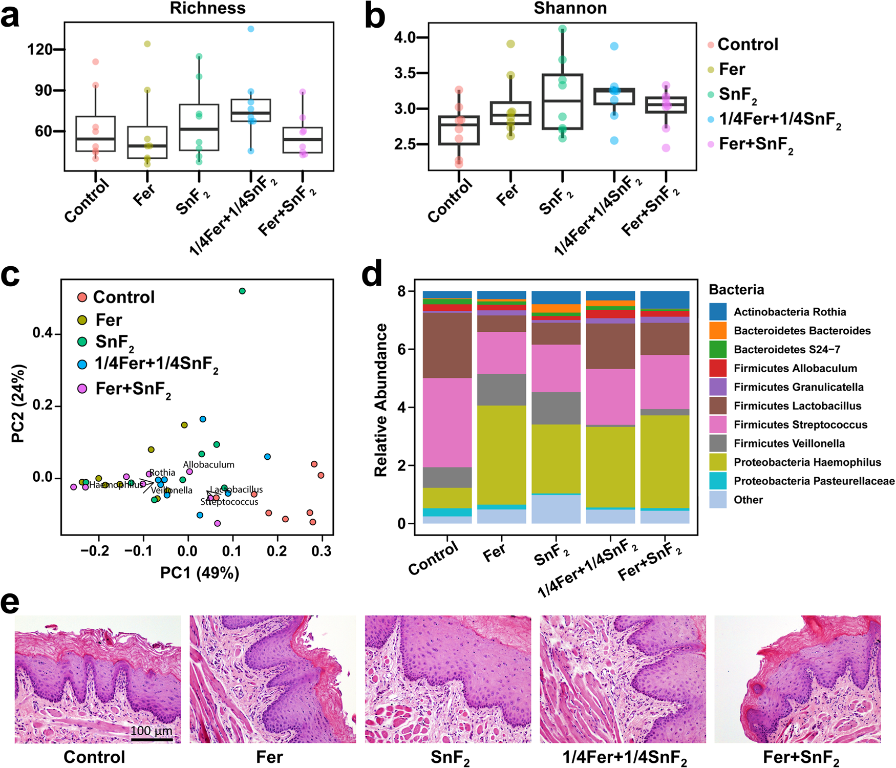 Fig. 6: Effects of Fer and SnF2 on oral microbiome and gingival tissue in vivo post-treatment.