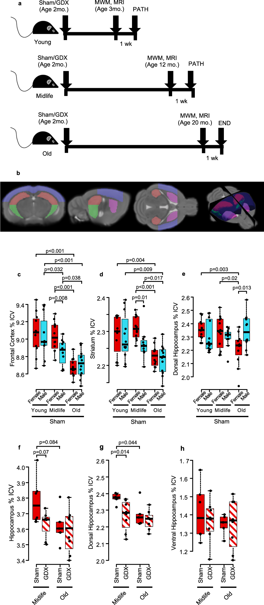 Fig. 1: Female mice show abrupt brain substructure volume loss after midlife compared to males, and ovariectomized females have smaller dorsal hippocampal volumes than sham treated females at midlife.