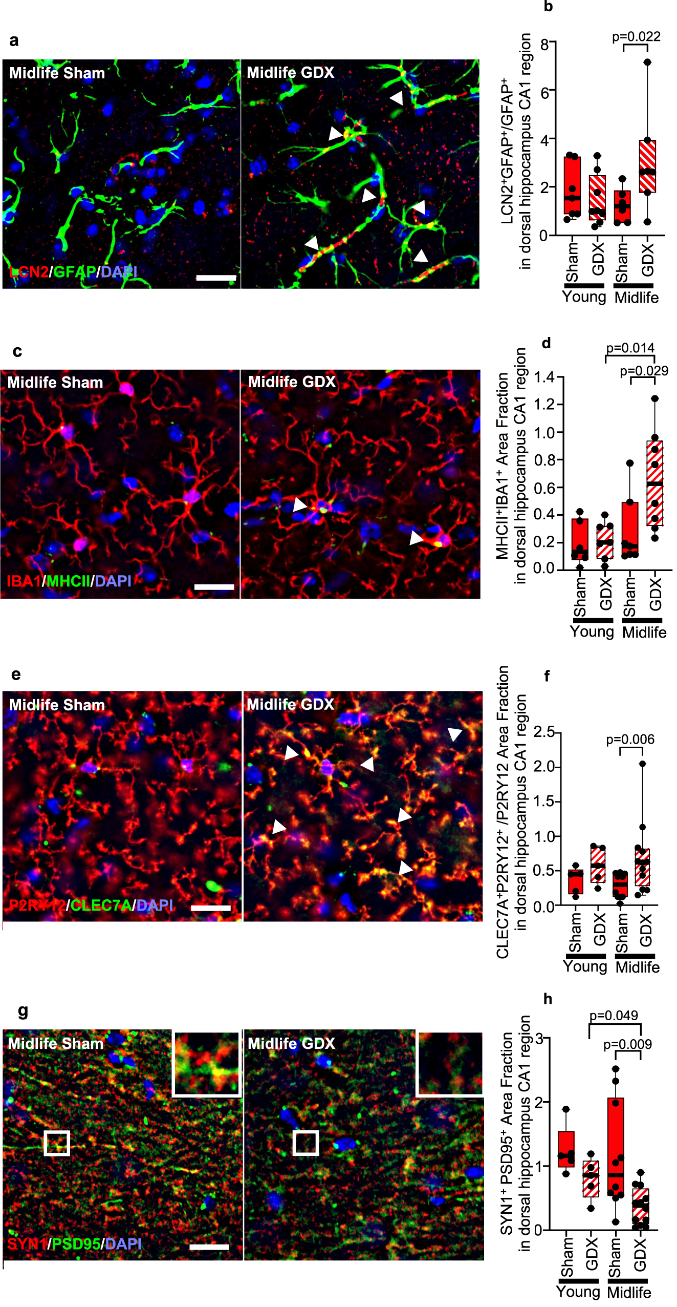 Fig. 3: Gonadectomy induces glial activation and synaptic loss in dorsal hippocampus in female mice at midlife, but not young age.