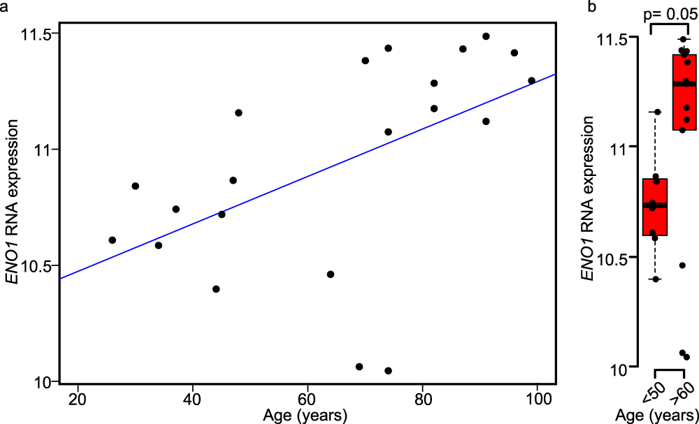 Fig. 7: Upregulation of human Enolase 1 gene in hippocampus in women during aging.