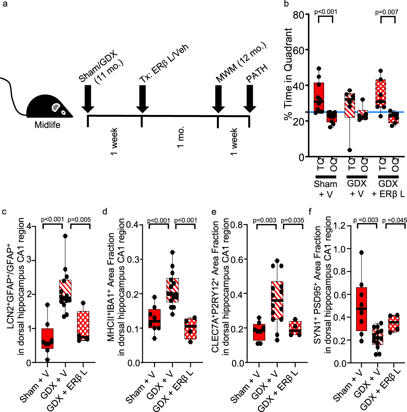 Fig. 8: ERβ ligand treatment reverses dorsal hippocampal pathology in female mice at midlife.