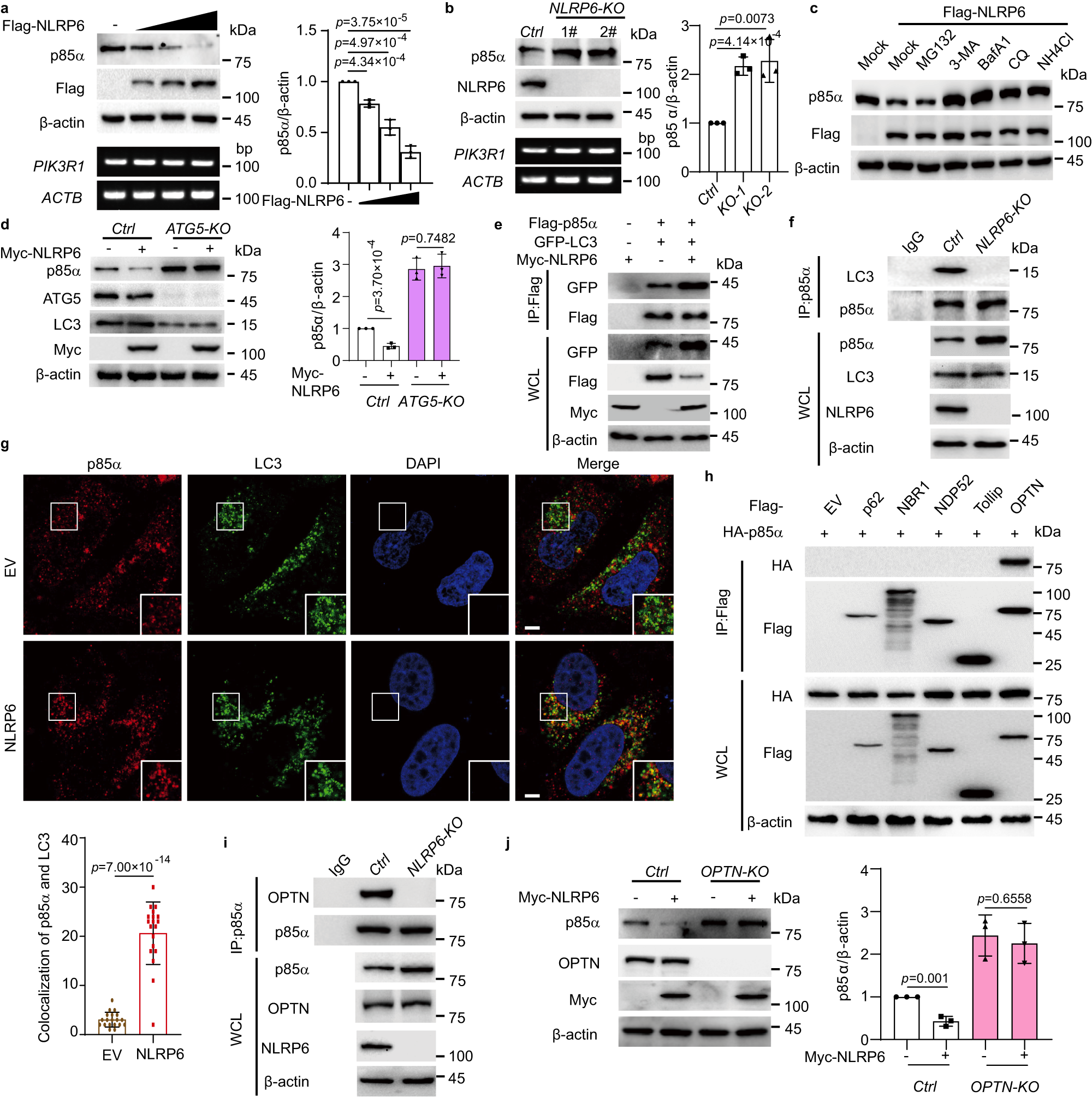 Fig. 2: NLRP6 promotes p85α autophagic degradation via the cargo receptor OPTN.