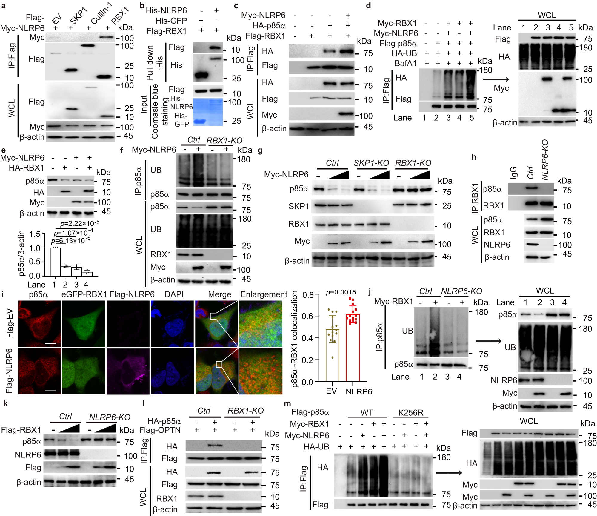 Fig. 4: NLRP6 recruits RBX1 to ubiquitinate p85α.
