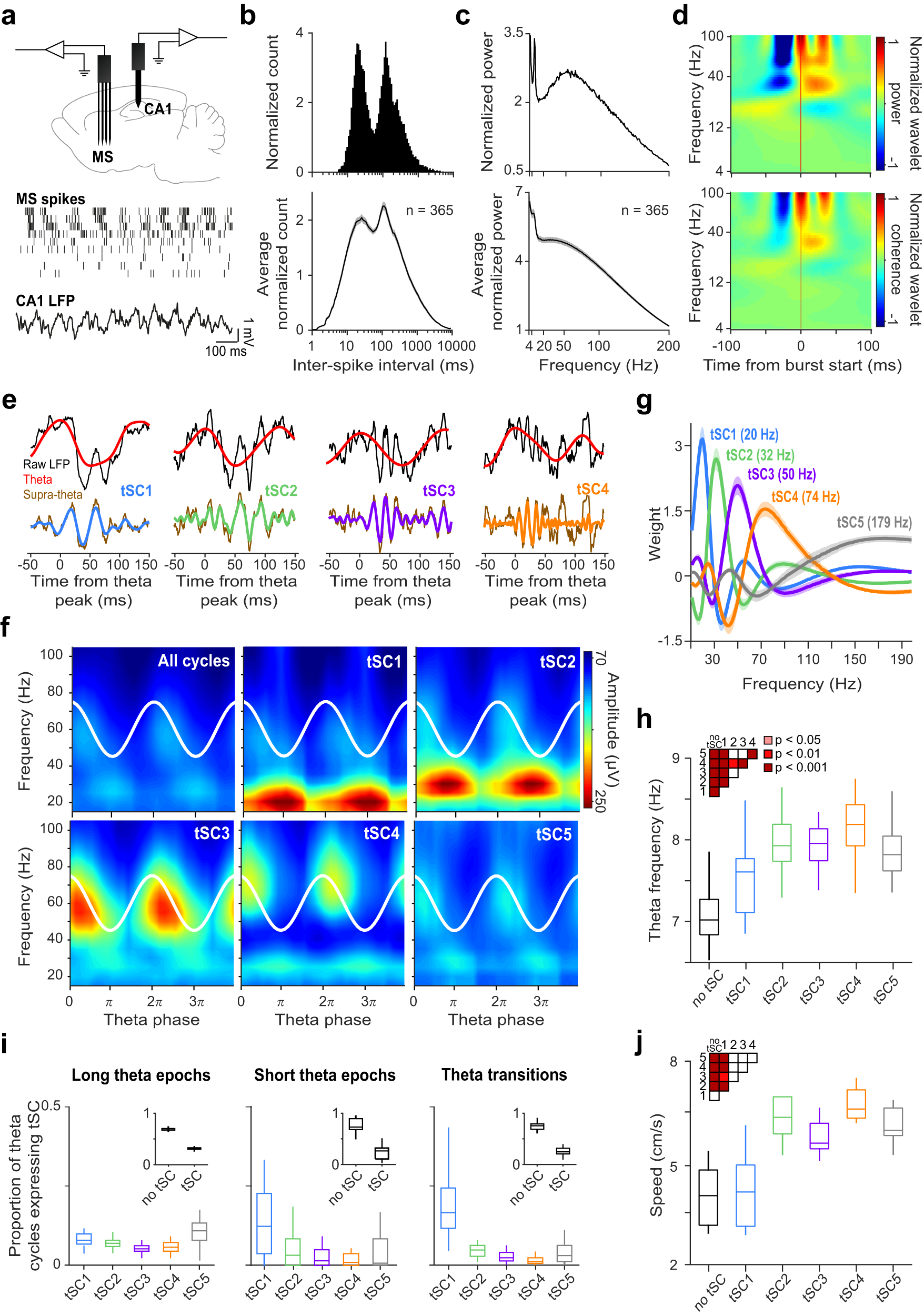 The medial septum controls hippocampal supra-theta oscillations | Nature  Communications