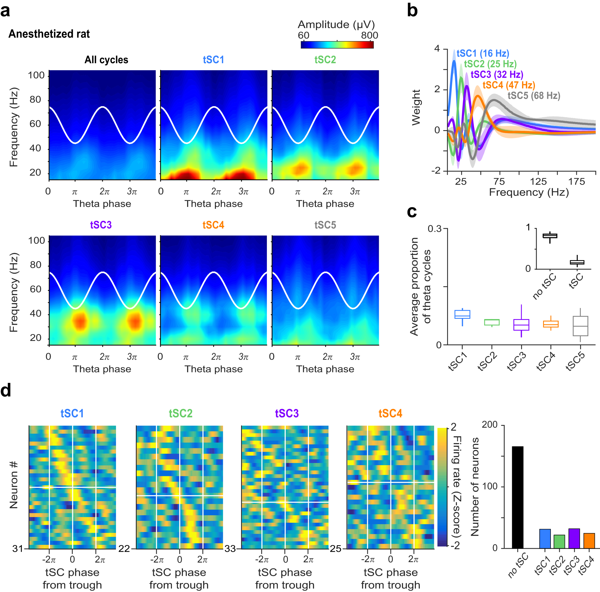 Fig. 7: MS neurons show phase coupling to hippocampal tSCs in anesthetized rats.