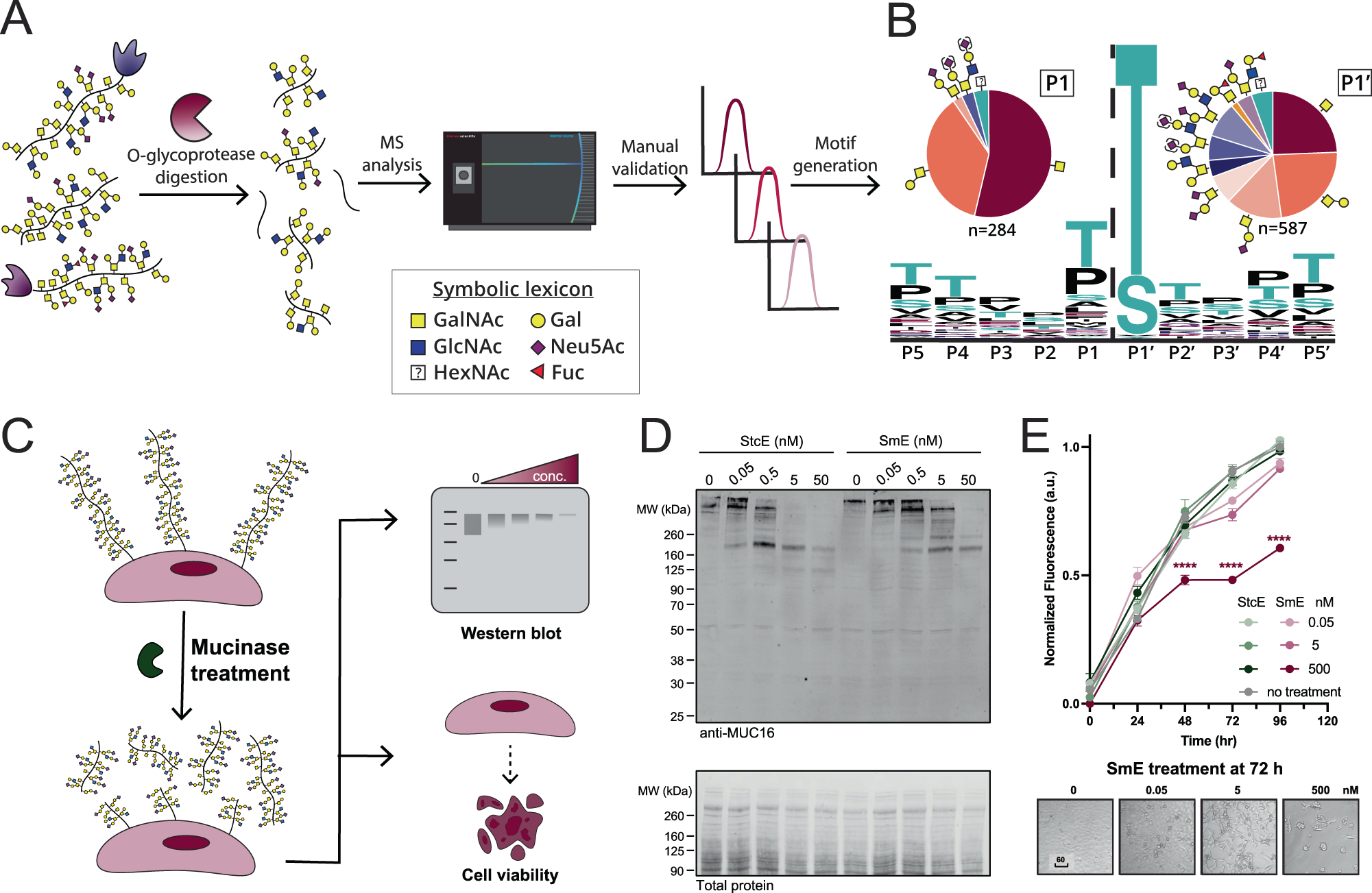 Glycoproteomics  Nature Reviews Methods Primers